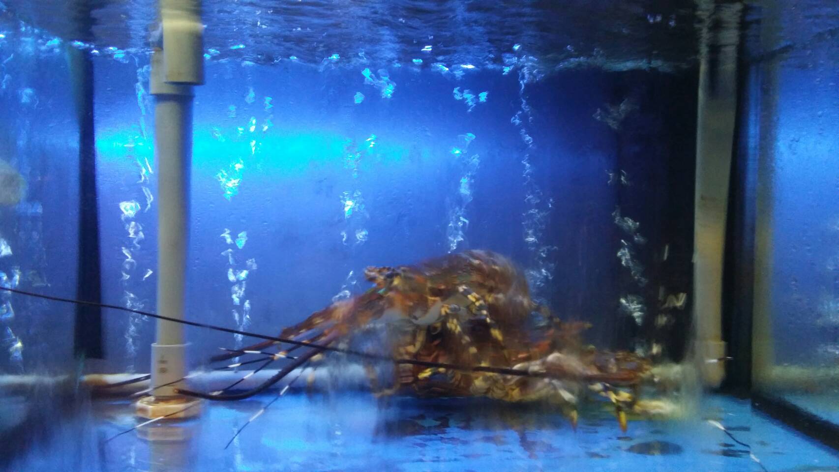 張男因為失業想吃龍蝦，才會到海產店行竊。