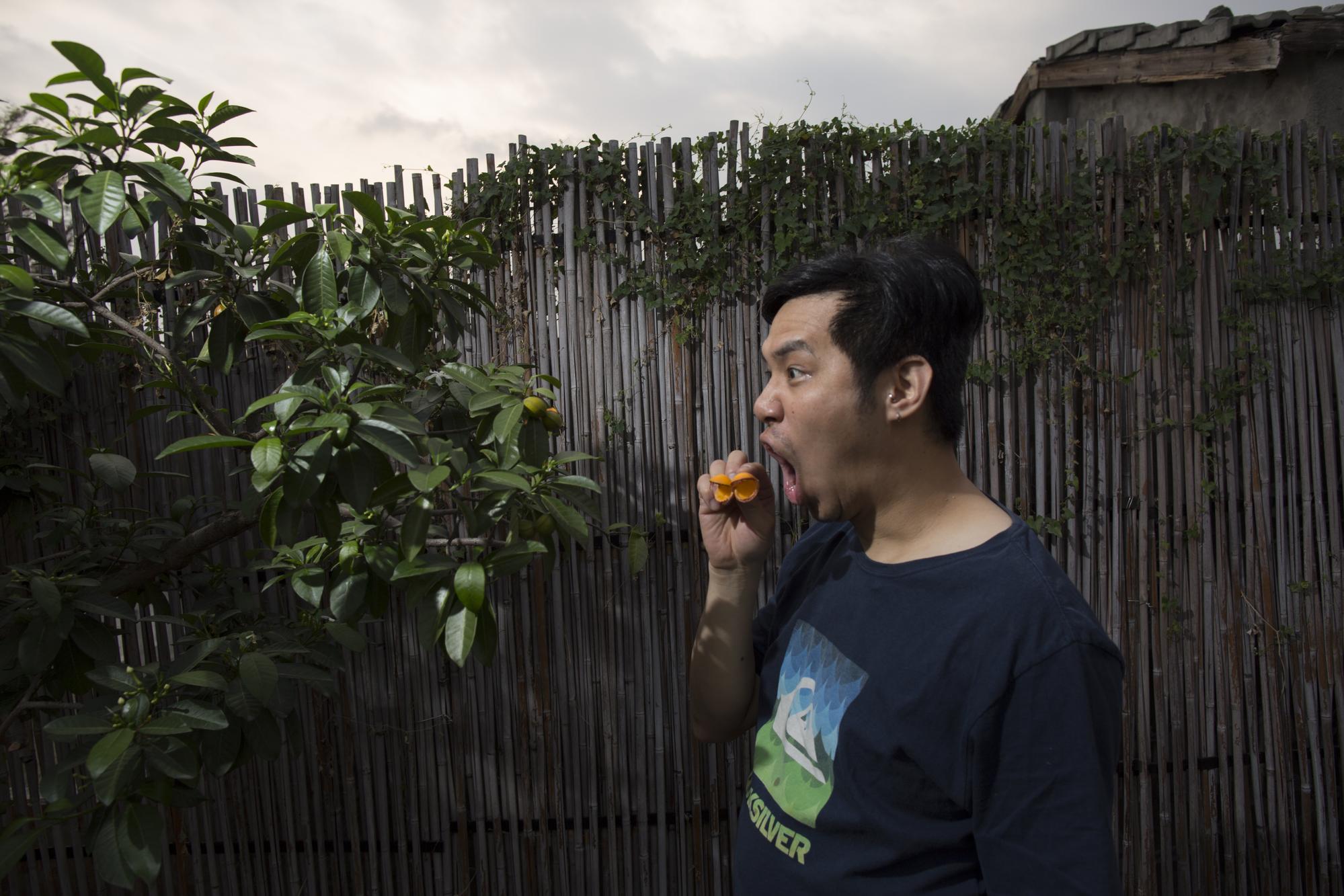 蘭嶼山馬茶的熟果裂開，如張開血盆大口，吳尚洋模仿果實開口，就像他面對他人歧視，也能威嚇反擊。