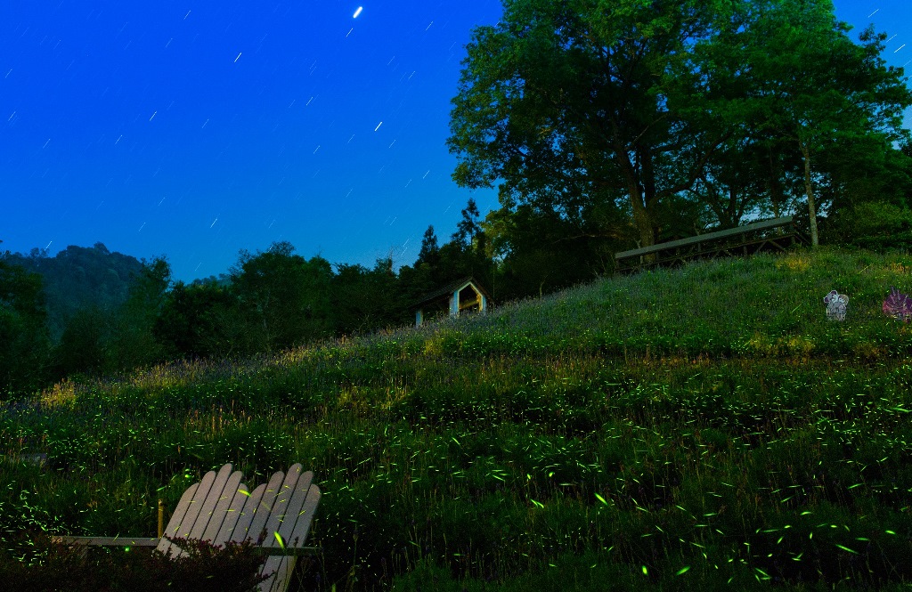 薰衣草花田裡的閃閃螢光與天上星星相互輝映，美不勝收。