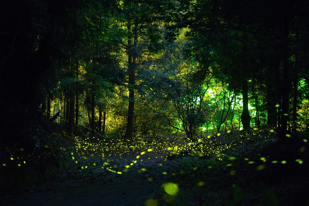 「薰衣草森林」賞螢步道的螢火，如演唱會的螢光棒閃個不停。