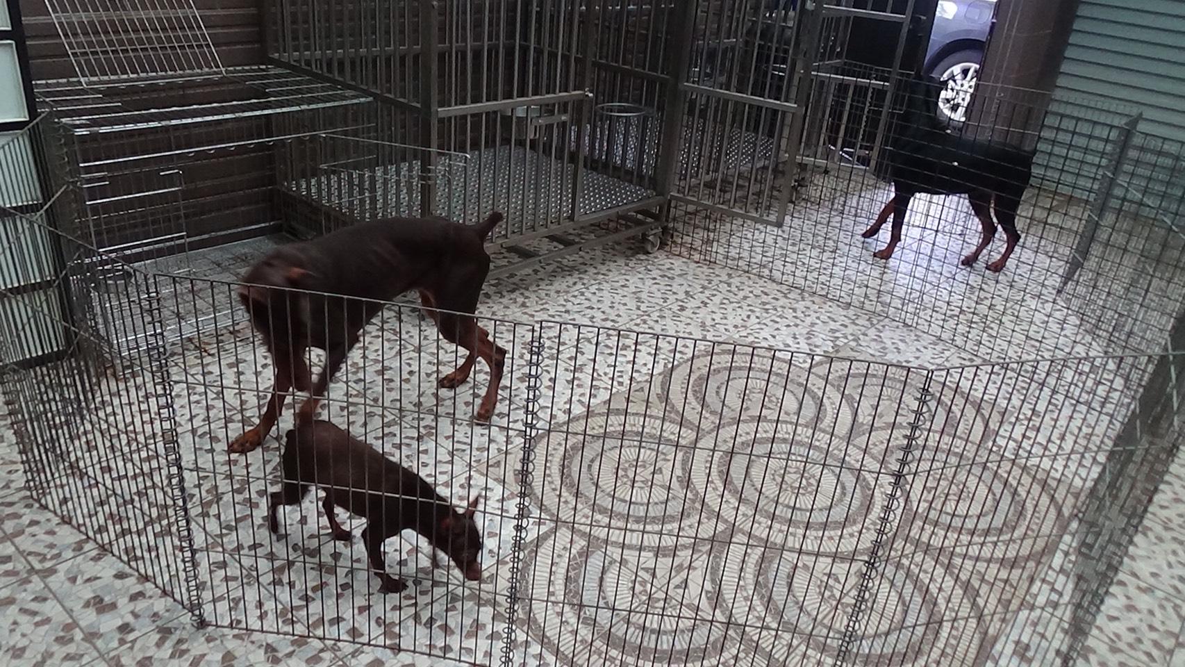 李嫌在女友家種大麻，還養了3隻兇猛的杜賓犬防警。