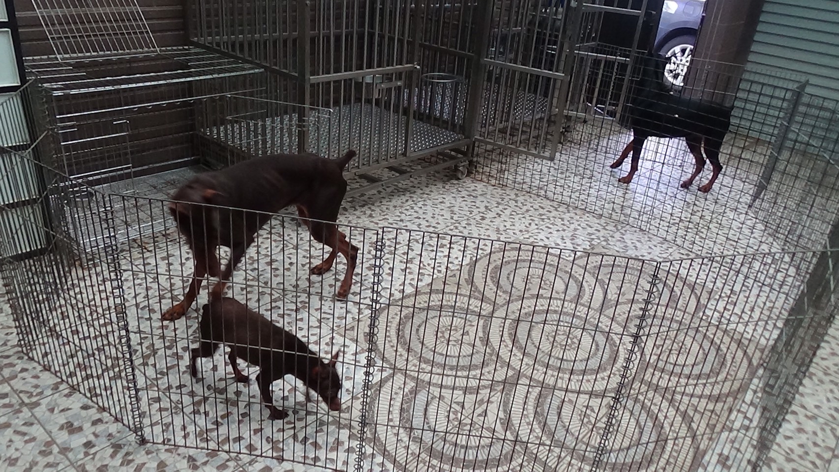 李嫌在女友家種大麻,還養了3隻兇猛的杜賓犬防警。