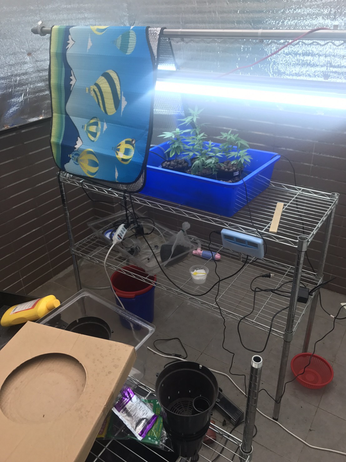 李嫌還自創新的快速養植法,用垃圾桶打氧氣 24小時不間斷,讓大麻生長快速。