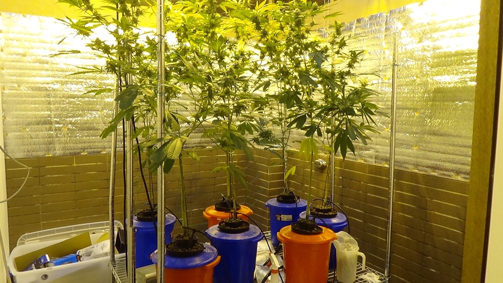 嫌犯利用水耕法自學種大麻，遭警方查緝。