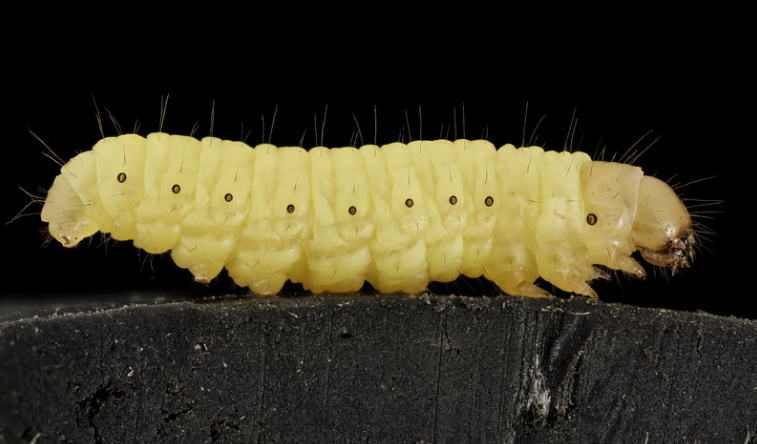 蠟蟲不但會吃塑膠，還吃得很快。（截自USGS Bee Inventory and Monitoring Lab）