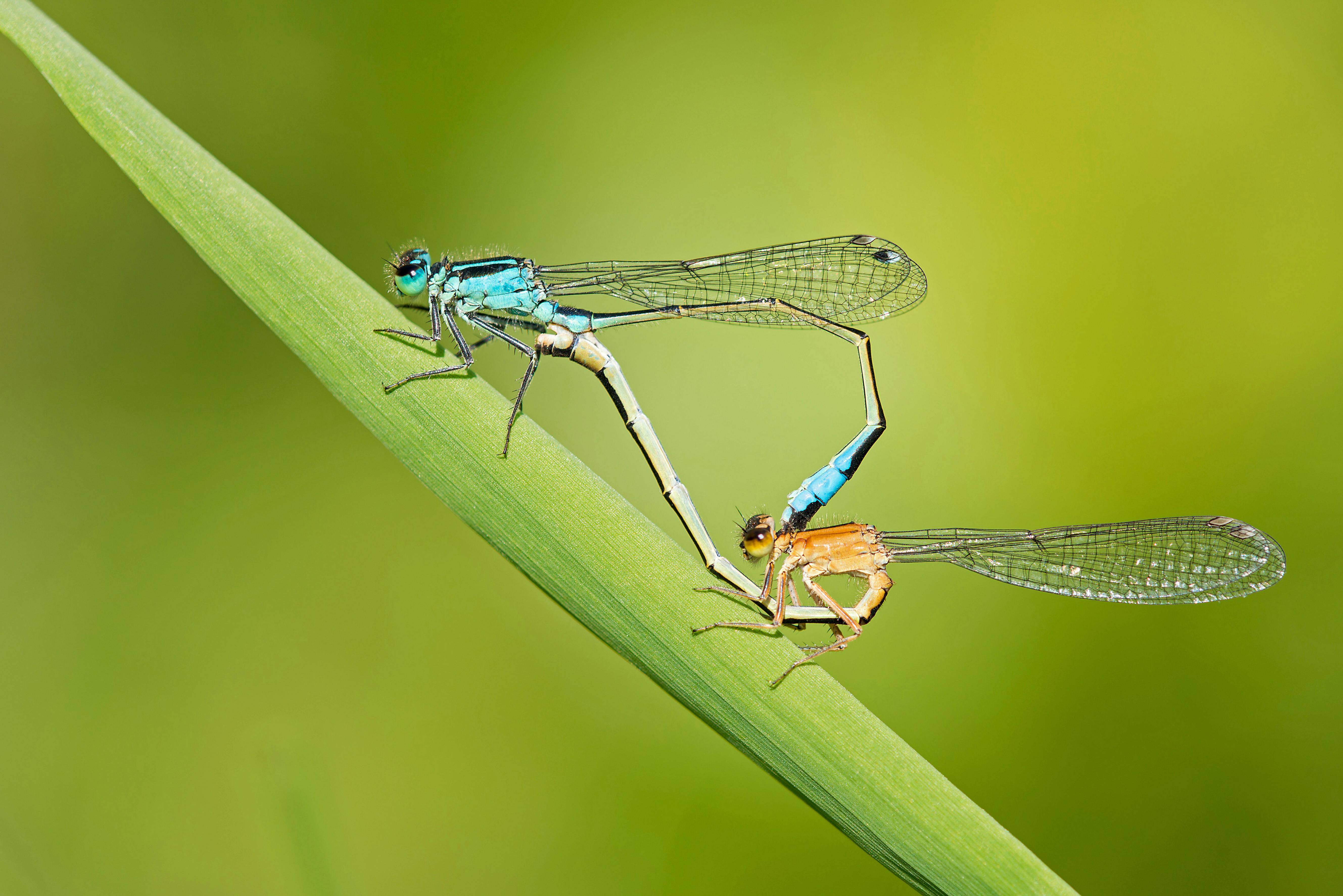 為達求偶與繁衍目的,許多昆蟲會做出意想不到的行為。(東方IC)