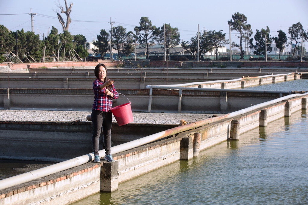 鍾瑩瑩說，自小喜歡需要高度專注力與耐心的事，剛好養魚也是如此，例如繁殖魚隻無法立竿見影，成品要一年後才出來，就像一年後人們才能看到創作者的藝術成果。