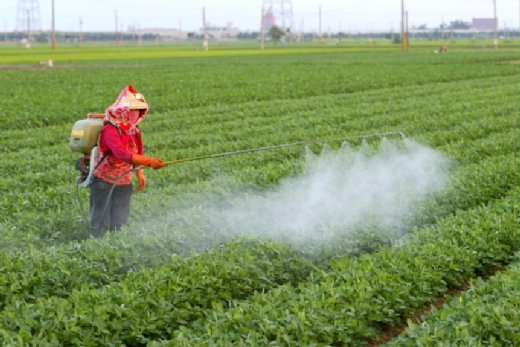 吳育霖進口非法農藥獲緩刑，誤買的農民所耕種的農作物檢出農藥殘留量大，必須依法報廢。圖為農民噴灑合格農藥。（翻攝網路）  