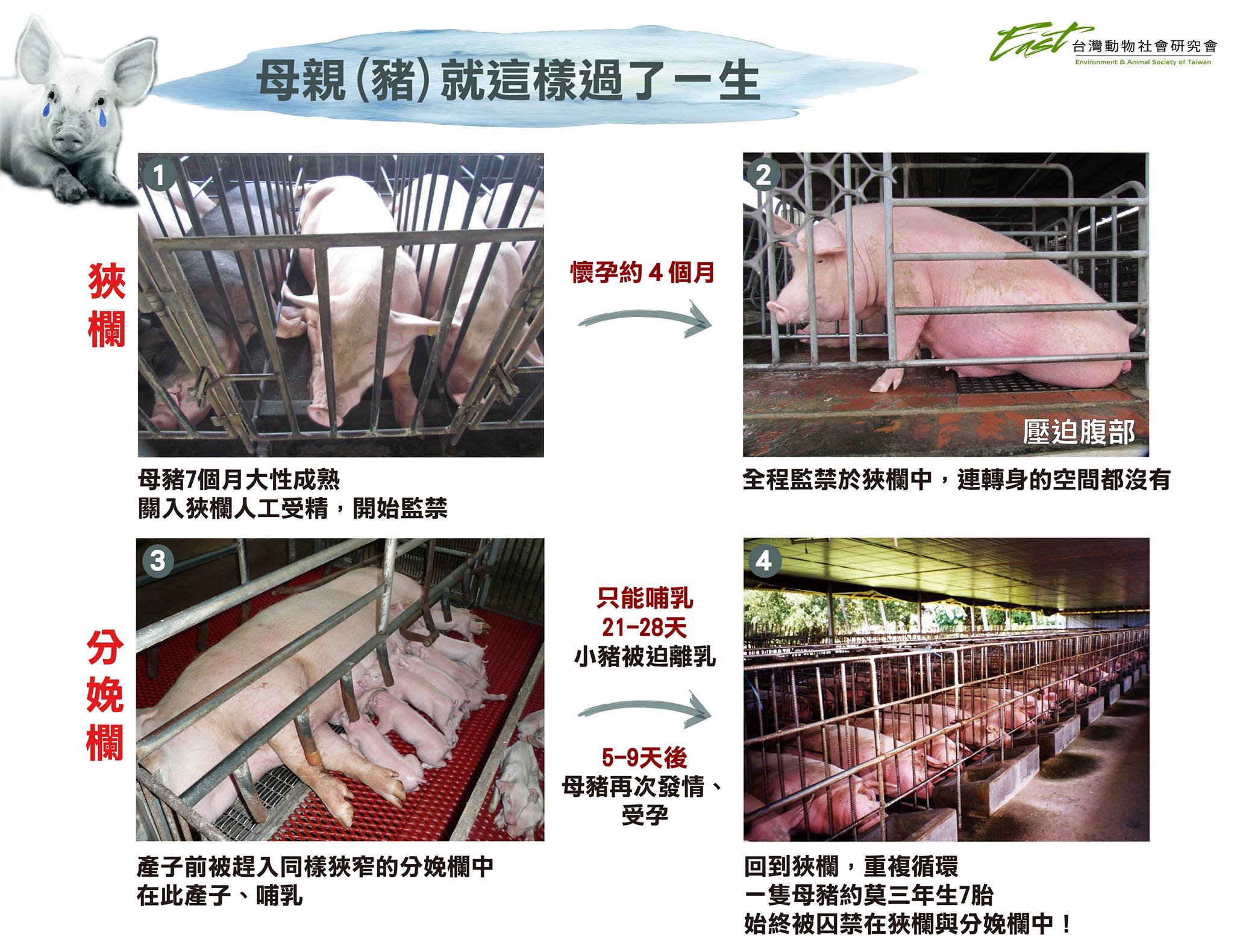 由台灣動物社會研究會製作的「母豬(親)就這樣過了一生」圖表。母豬產下小豬後,哺乳兩週左右就被迫分離,有些母豬自此出現「空咀嚼的行為」。