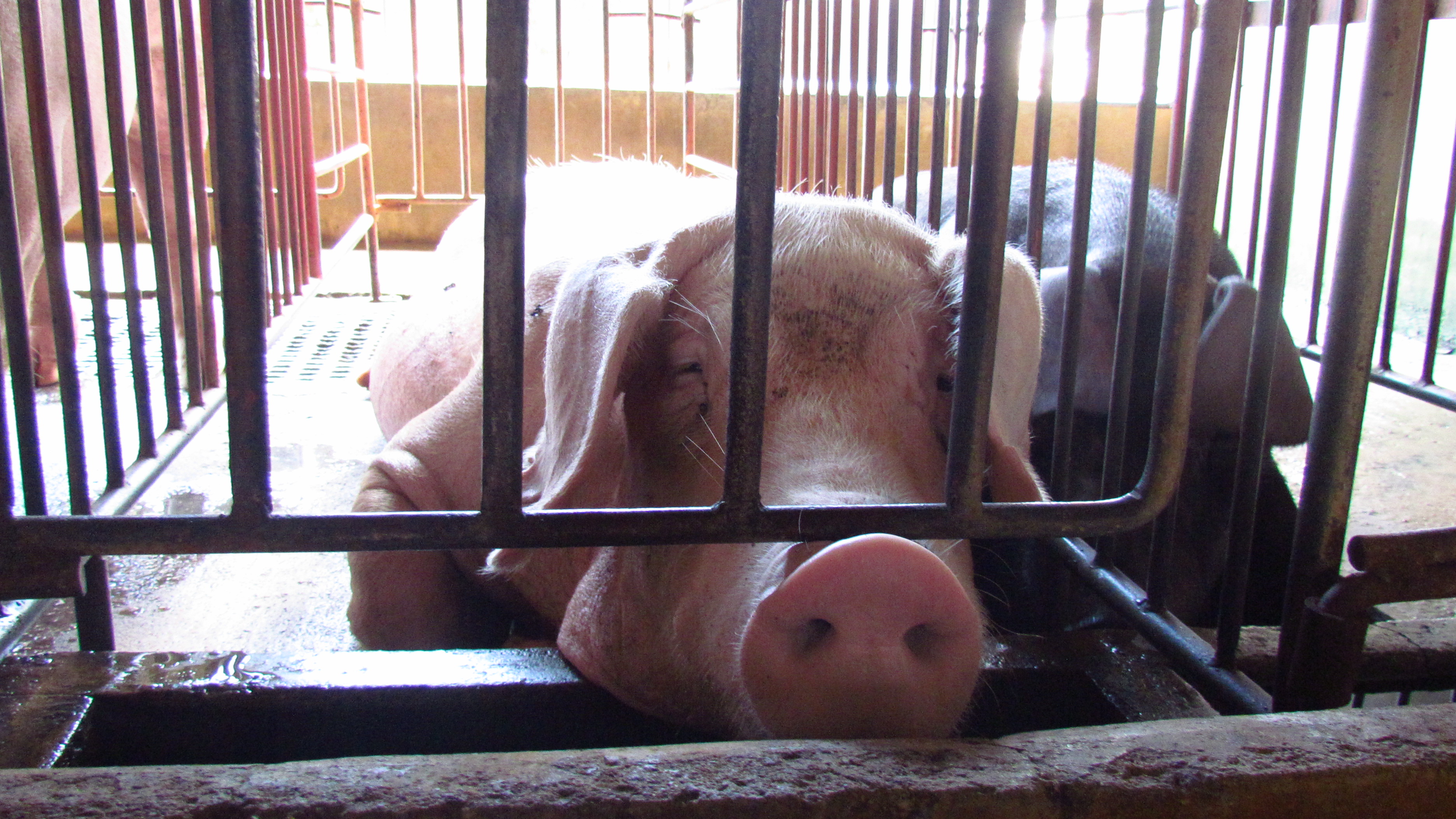 在台灣，母豬在「狹欄」裡的生活猶如坐牢，其生命彷彿只剩下受孕、生產，致使身心受創，甚至生病。