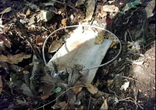 動保團體提議禁止「山豬吊」，因該種獵捕方式拖延動物死亡時間造成痛苦。（翻攝網路）