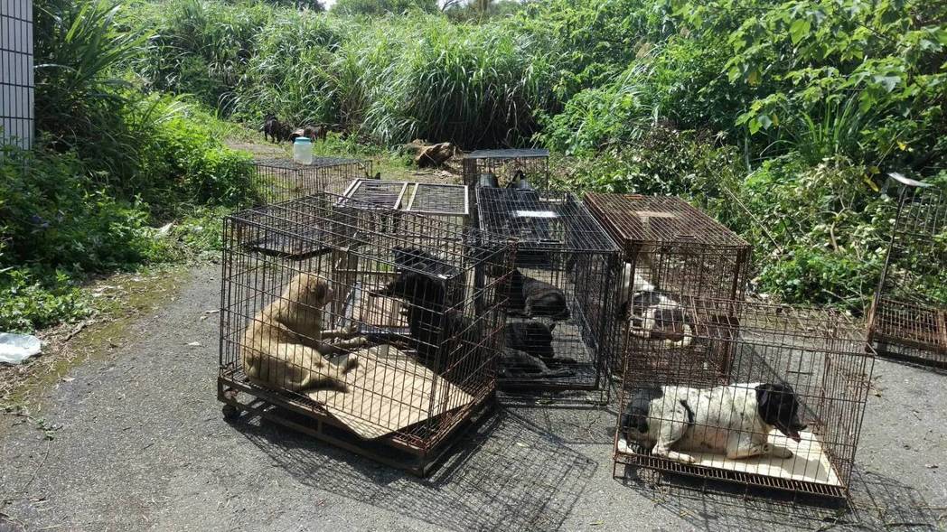 吳女棄養約50隻狗兒，動保處現已收容15隻。