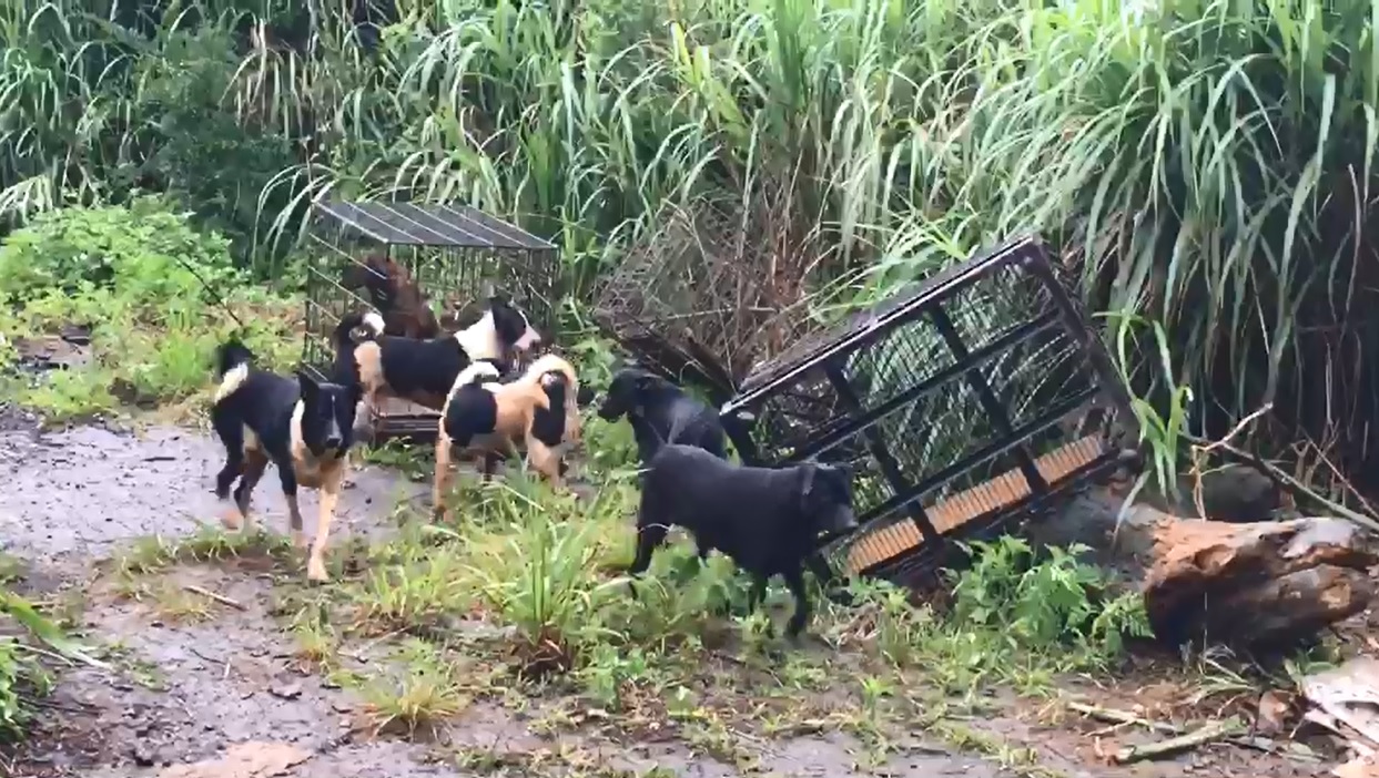 犬隻被棄養的地點鄰近活動中心和芝柏山莊。