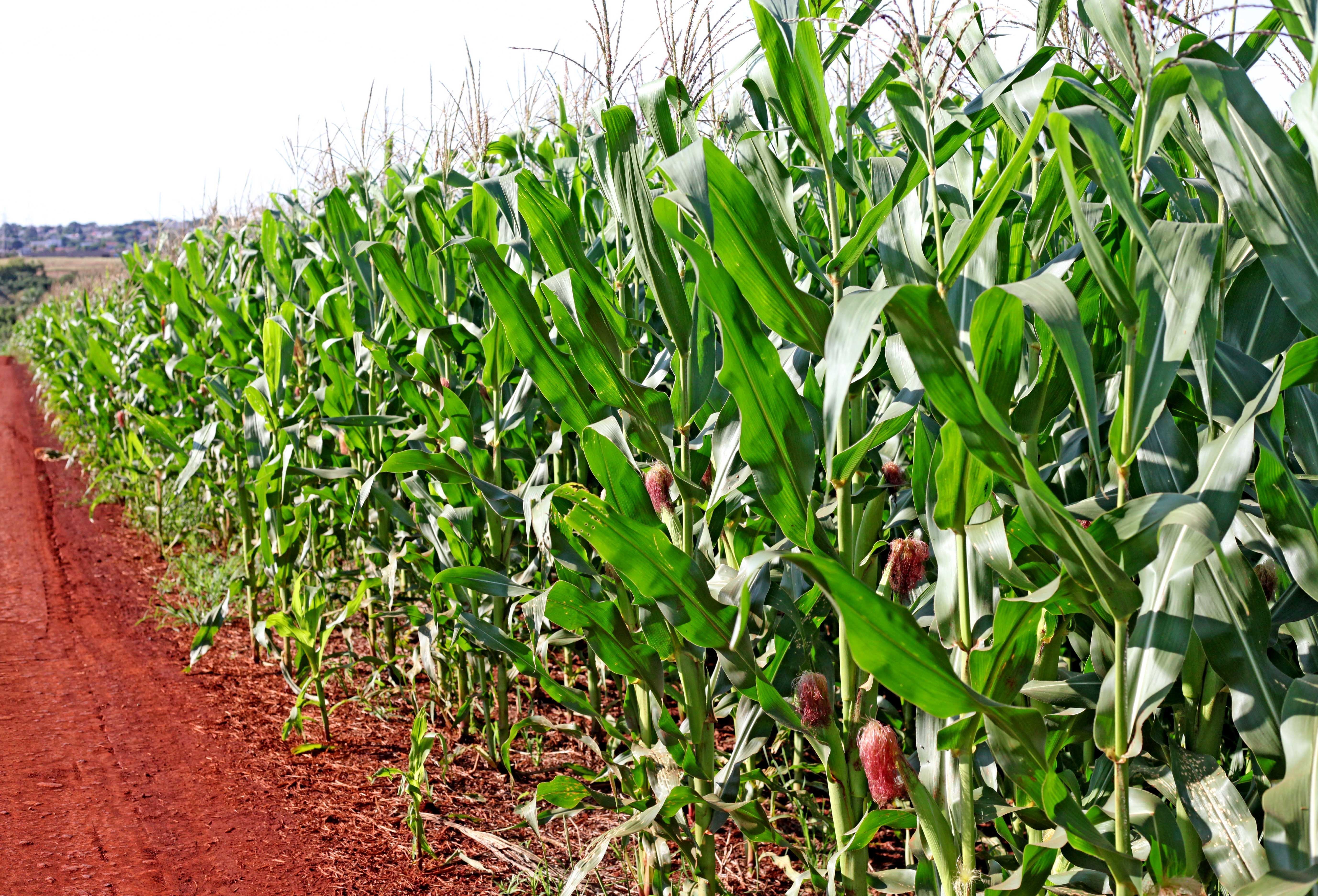 全球玉米近年大豐收，農人央請學界設想新用途，消化穀物。