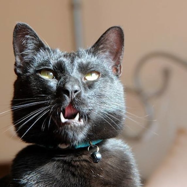 「比格斯大人」的睥睨眼神，挑戰喵星人領養他的勇氣。（圖片擷取自PetRescue網站）