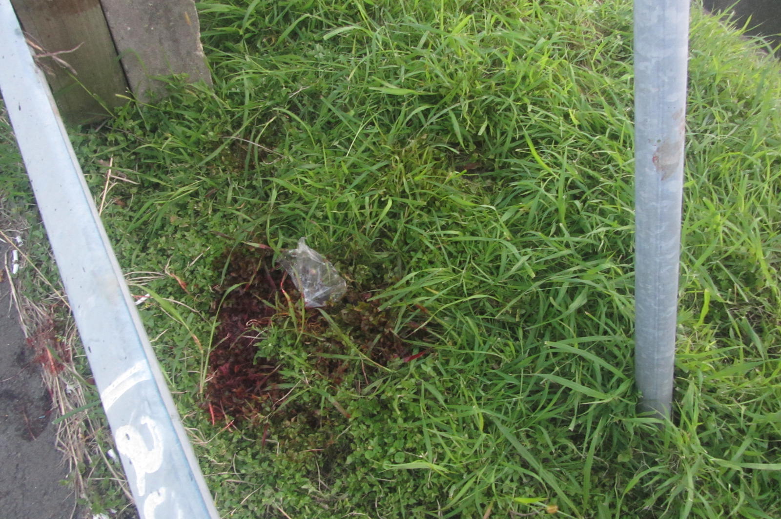 陳姓死者因自撞而受到重創,在草叢中留下駭人血跡。