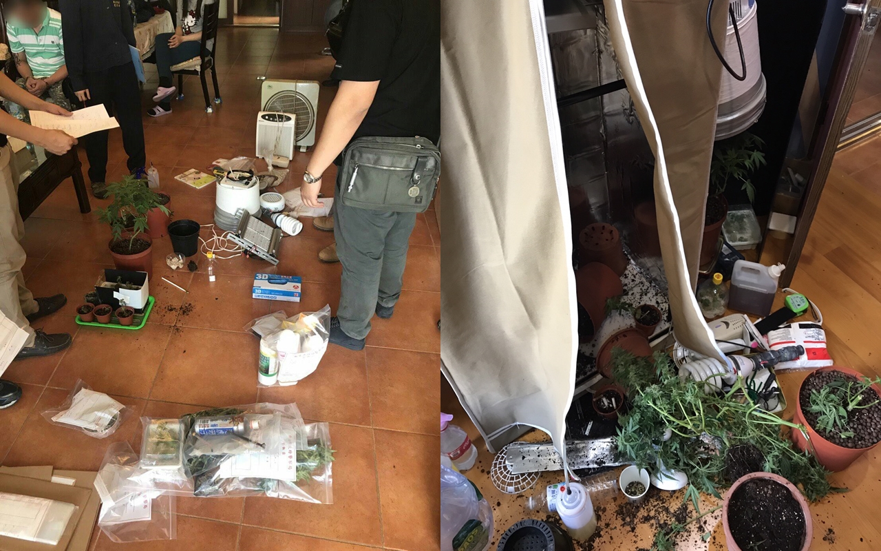 張嫌見警方上門，還將大麻樹往外丟意圖混淆，但仍被警方發現，警方當場查扣市價近百萬元的毒品。