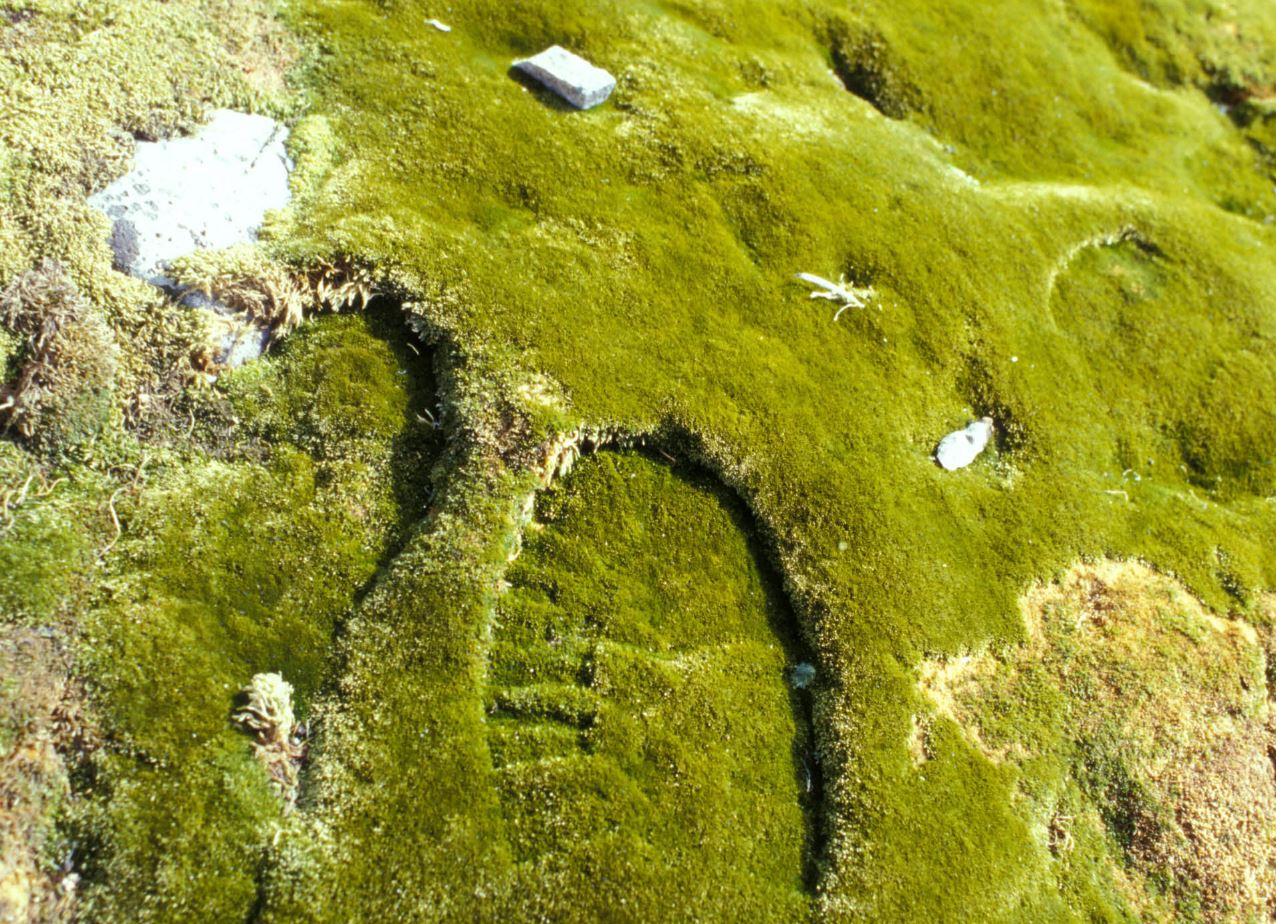 極寒的南極西部半島，因地球暖化，已出現苔蘚擴散生長現象。