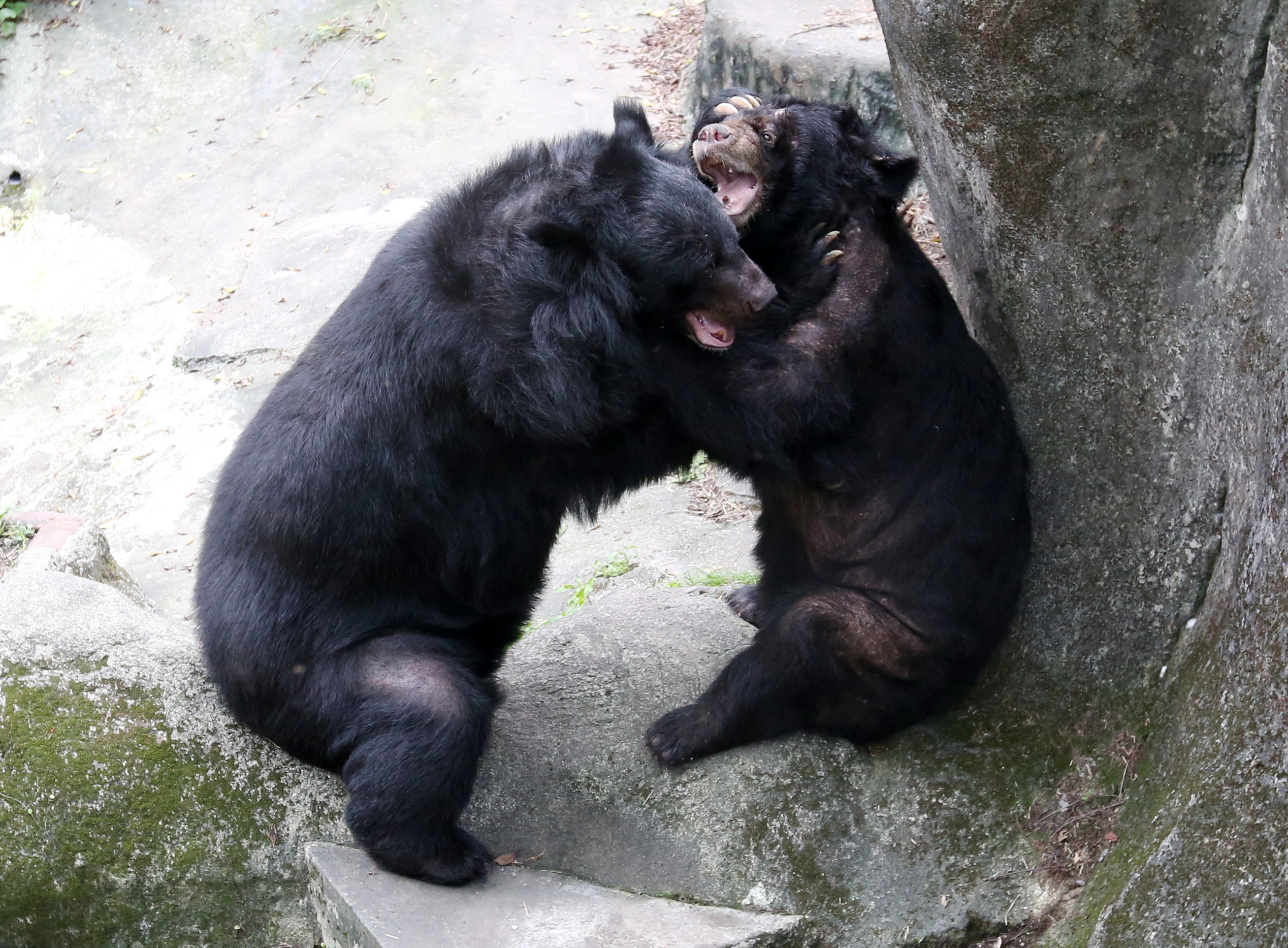 對比四川貓熊，台灣黑熊的數量更稀少，大貓熊野外族群約2,000隻，台灣黑熊只有200隻。