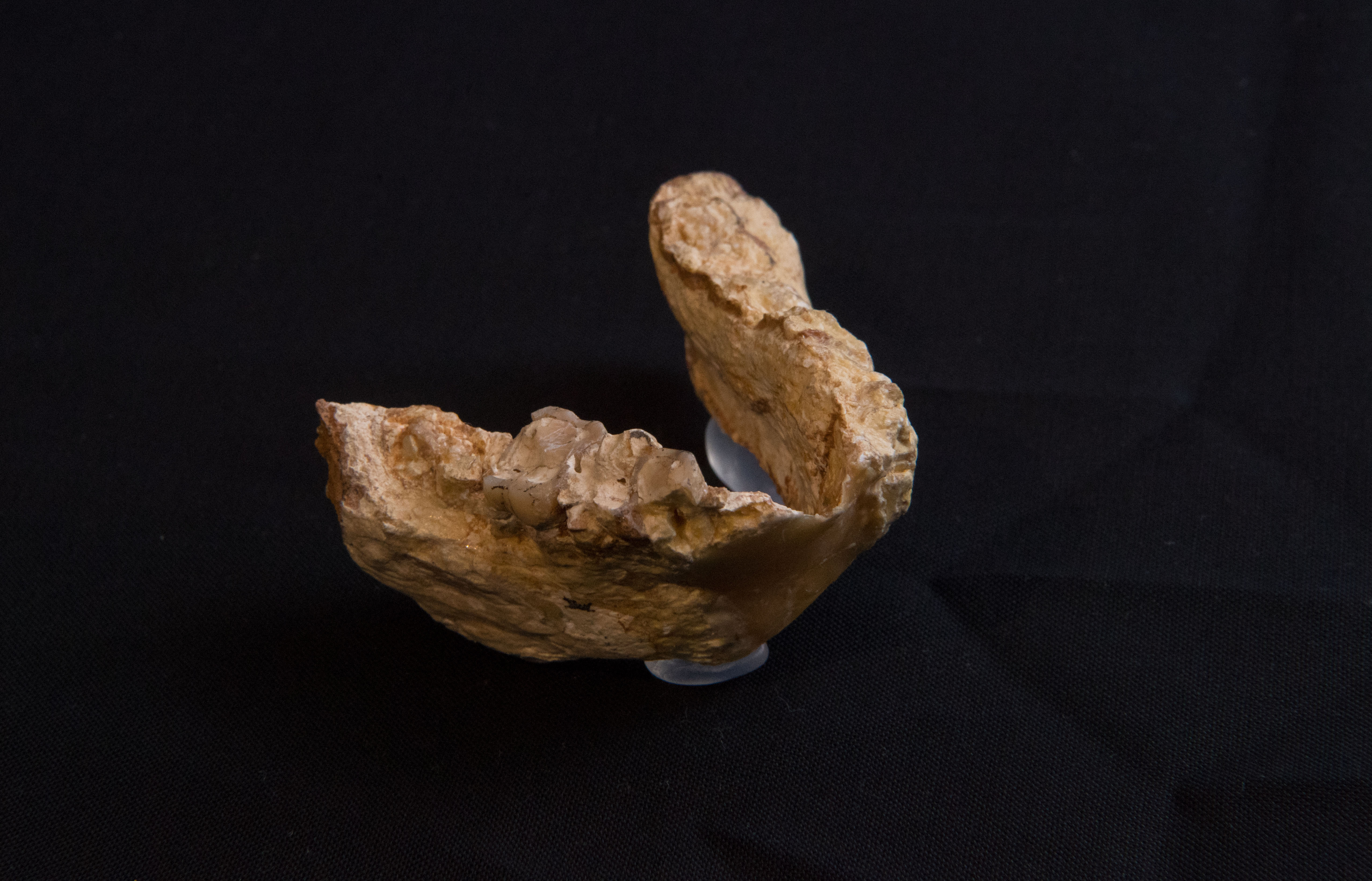 最新科學研究認為，人類最早源自東歐。（東方IC）