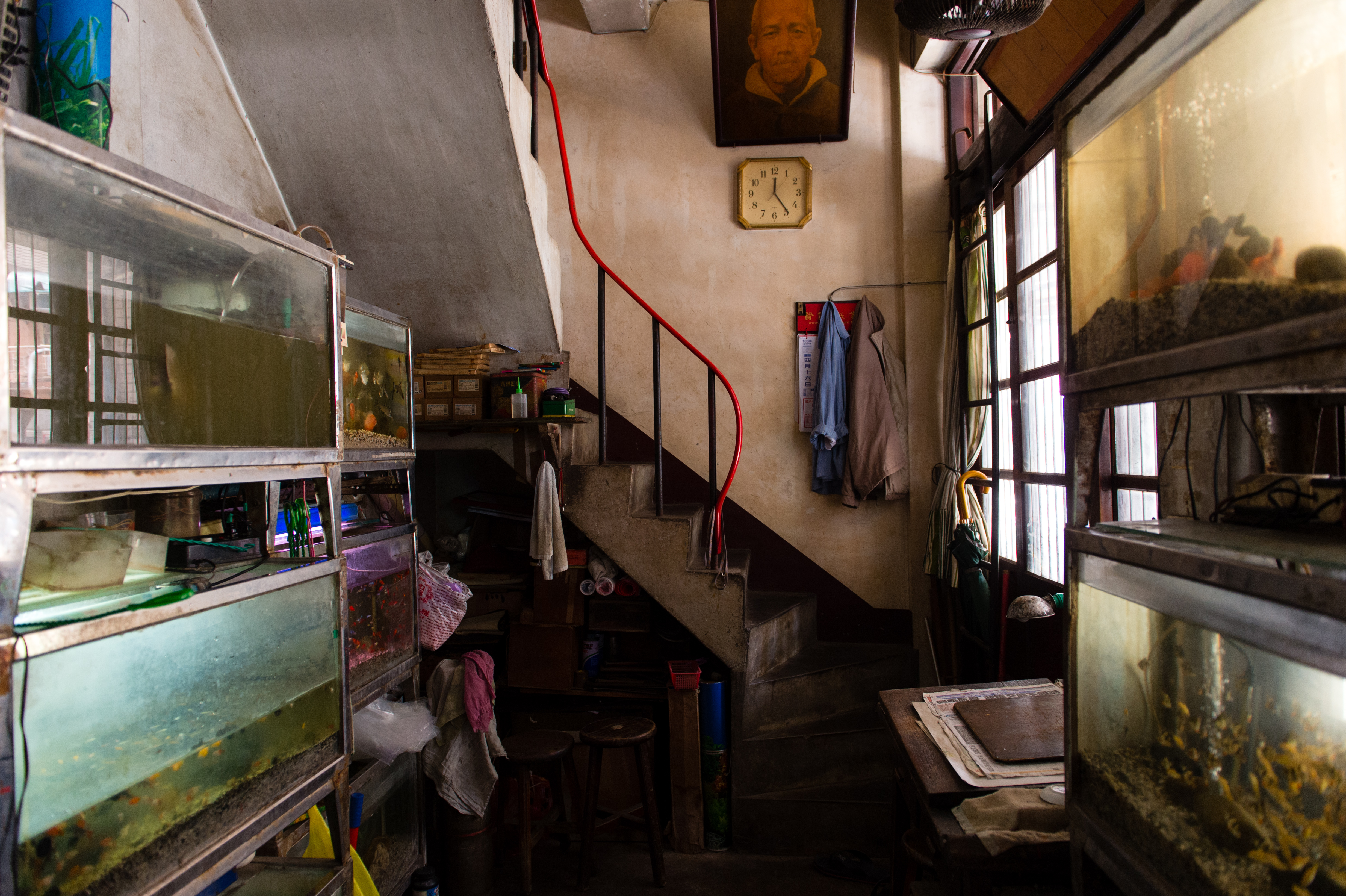 新竹最老的水族店，在百年老房子裡面。