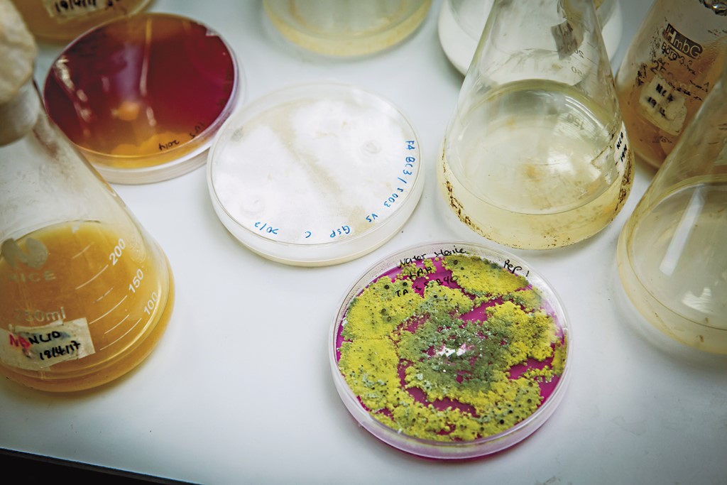 全宇強項是用菌抗菌、病毒抗菌方式來增加種植效益，圖中綠菌體為木黴菌，可幫助植物吸收養分、抗病害。