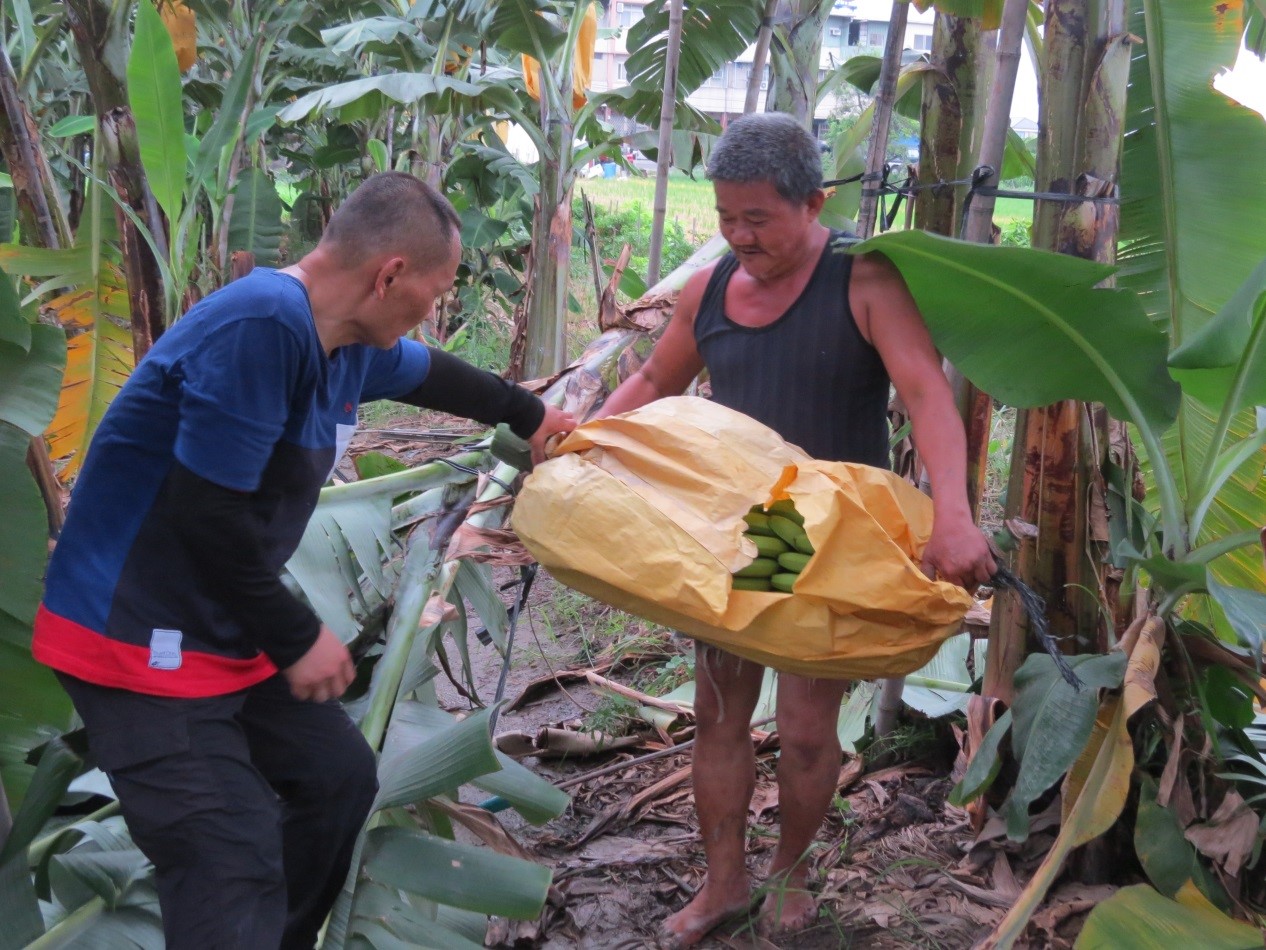 洪里長衝入農田內，替農民搶收香蕉。
