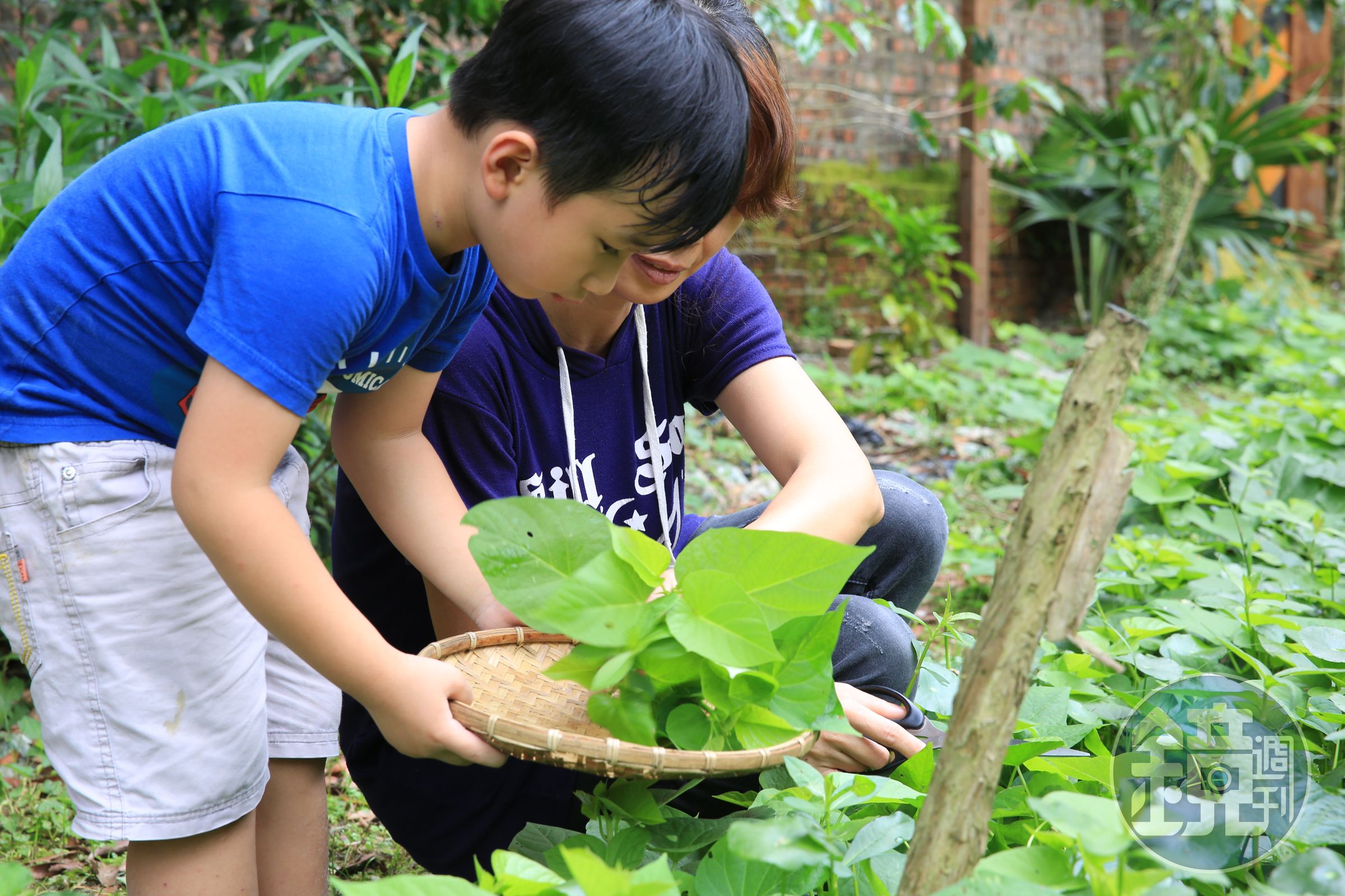 自家的小菜園，充滿田園樂趣。