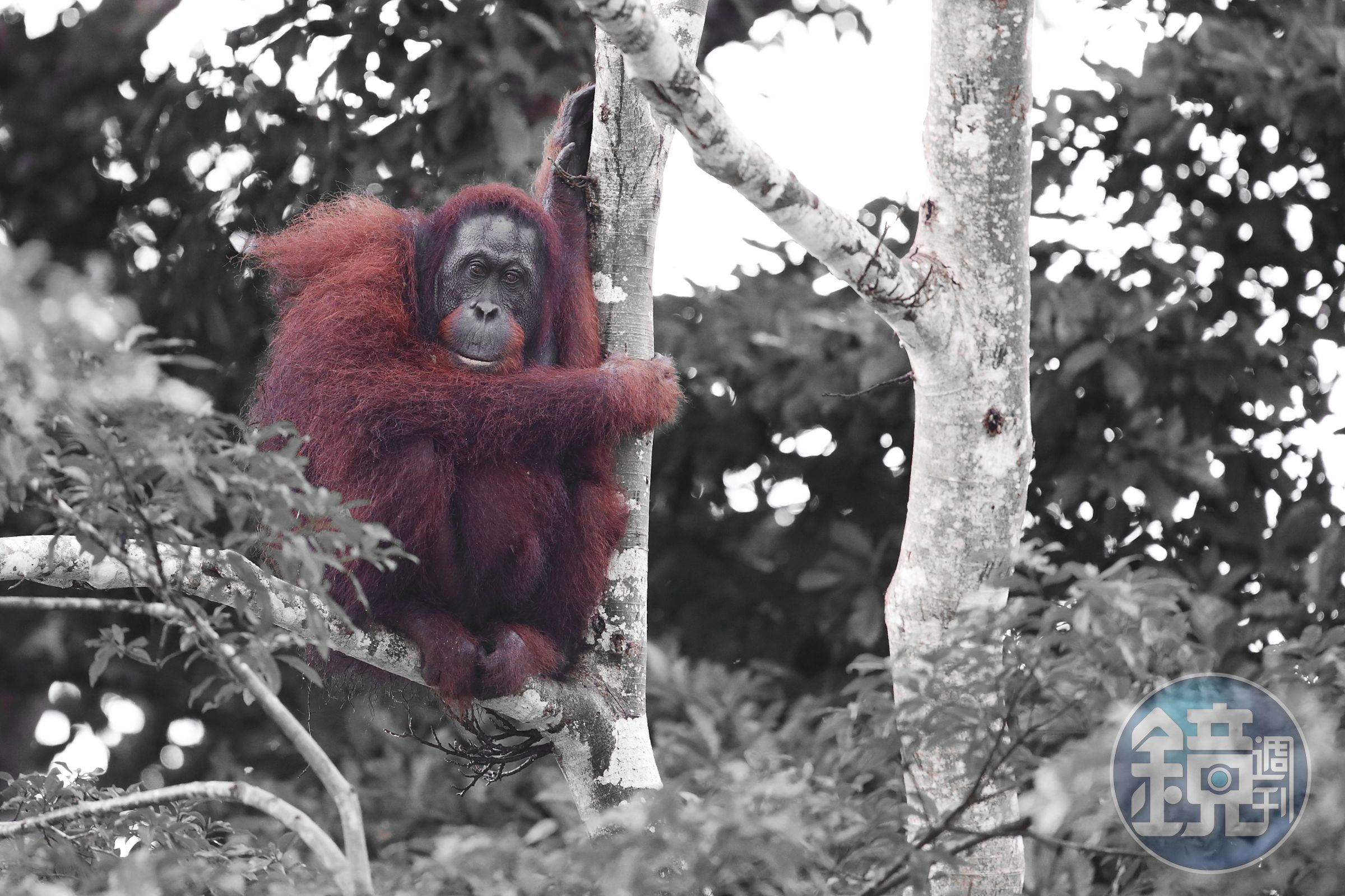 婆羅洲紅毛猩猩，攝於Kinabatangan，Borneo。