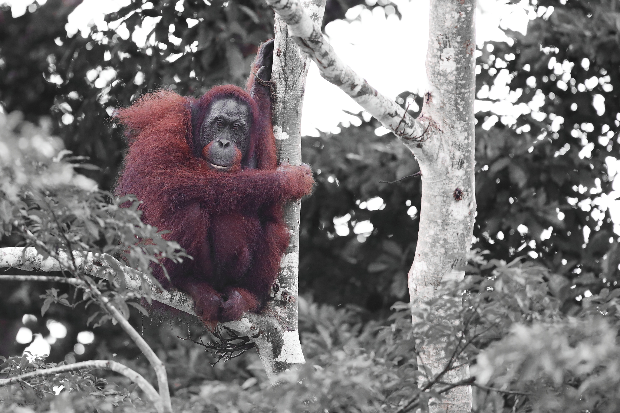 婆羅洲紅毛猩猩，攝於Kinabatangan，Borneo。