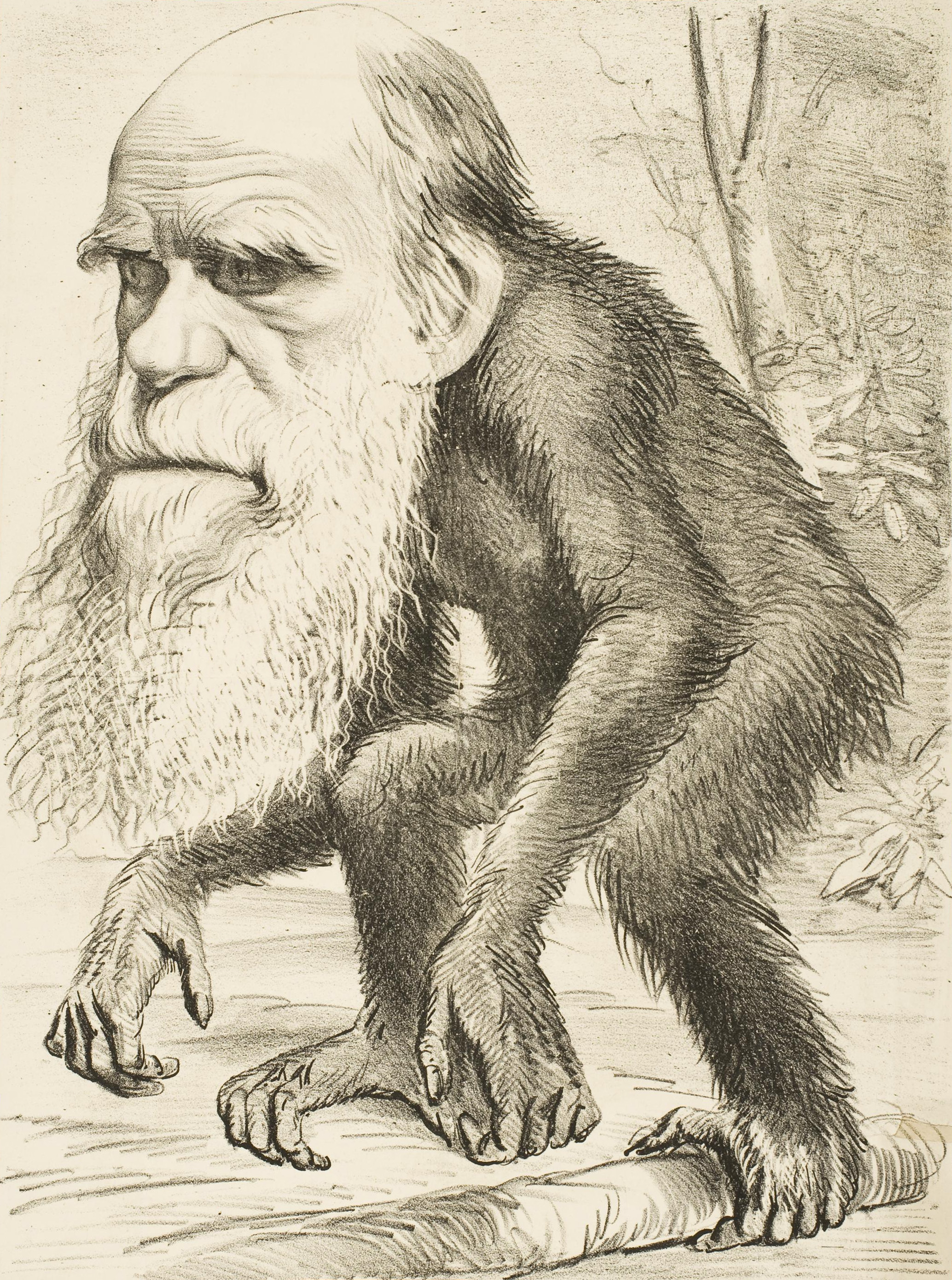 著名的達爾文諷刺畫〈令人尊敬的猩猩〉(A Venerable Orang-outang,The Hornet,1871)。(翻攝網路)