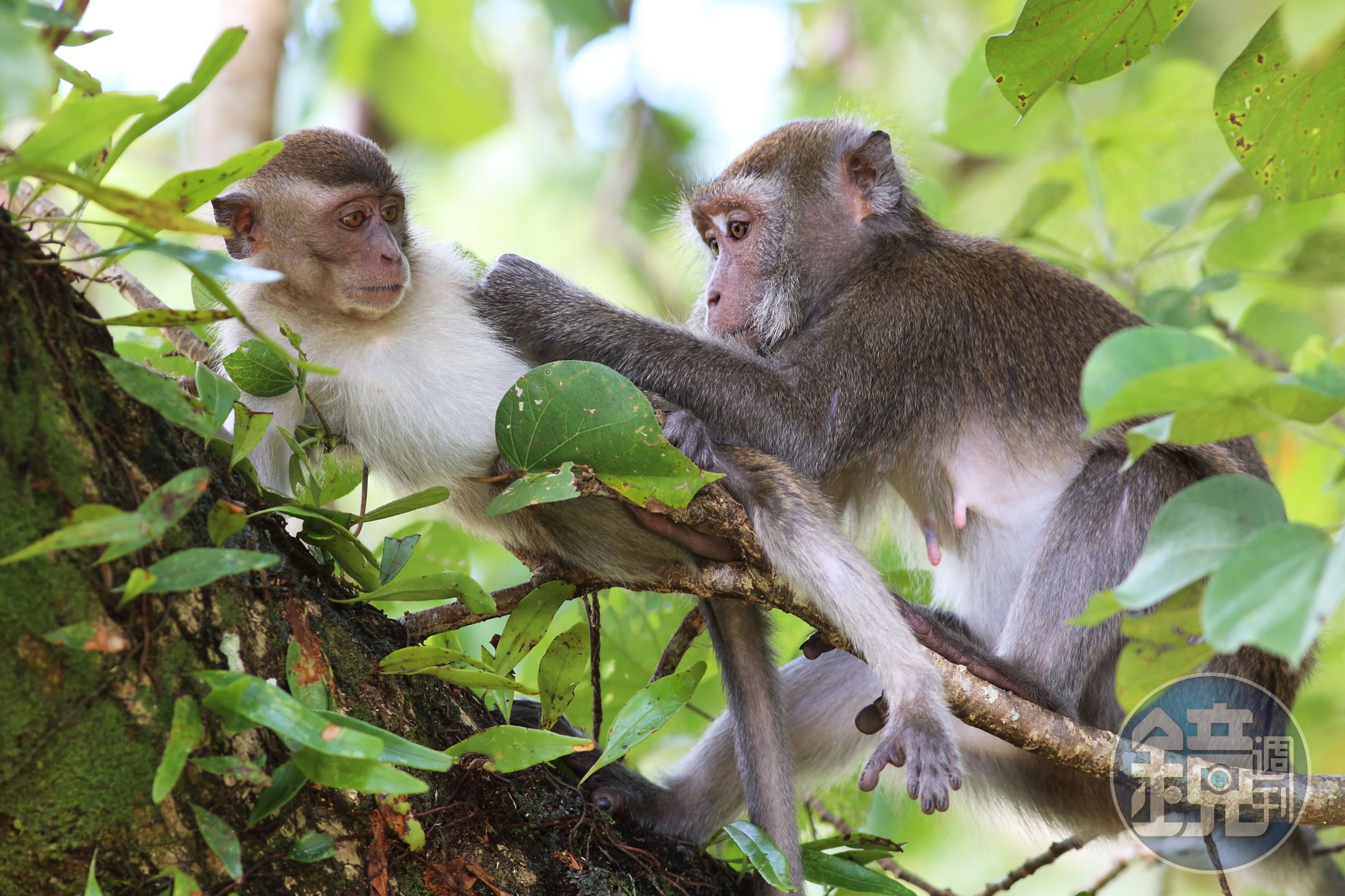長尾猴（Macaca fascicularis）