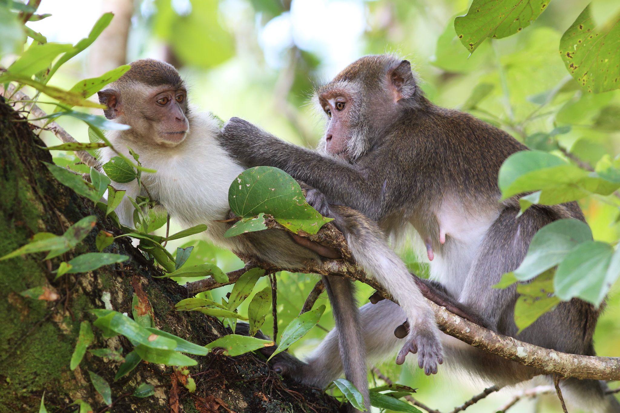 長尾猴（Macaca fascicularis）