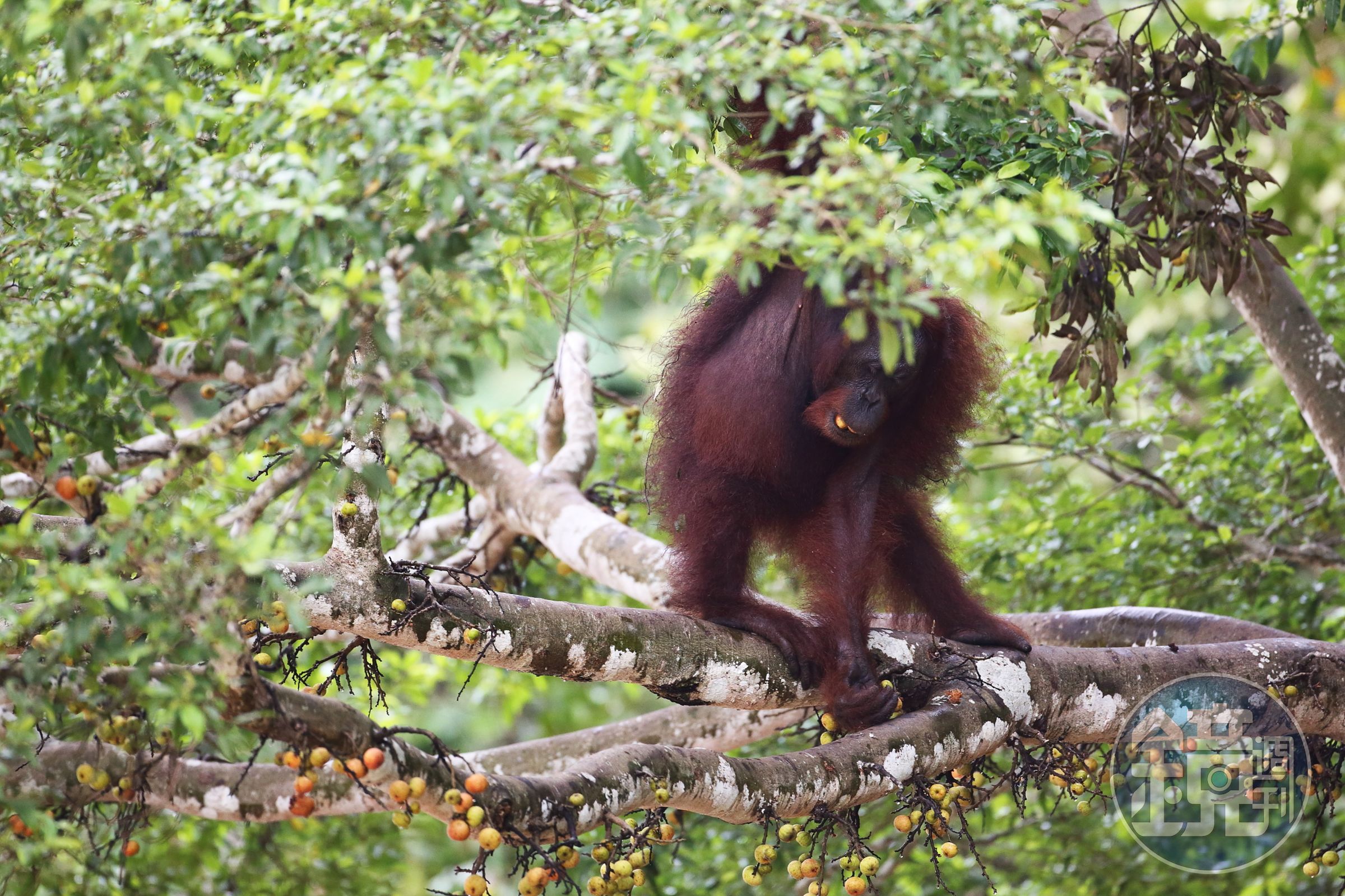 婆羅洲紅毛猩猩（Pongo pygmaeus）