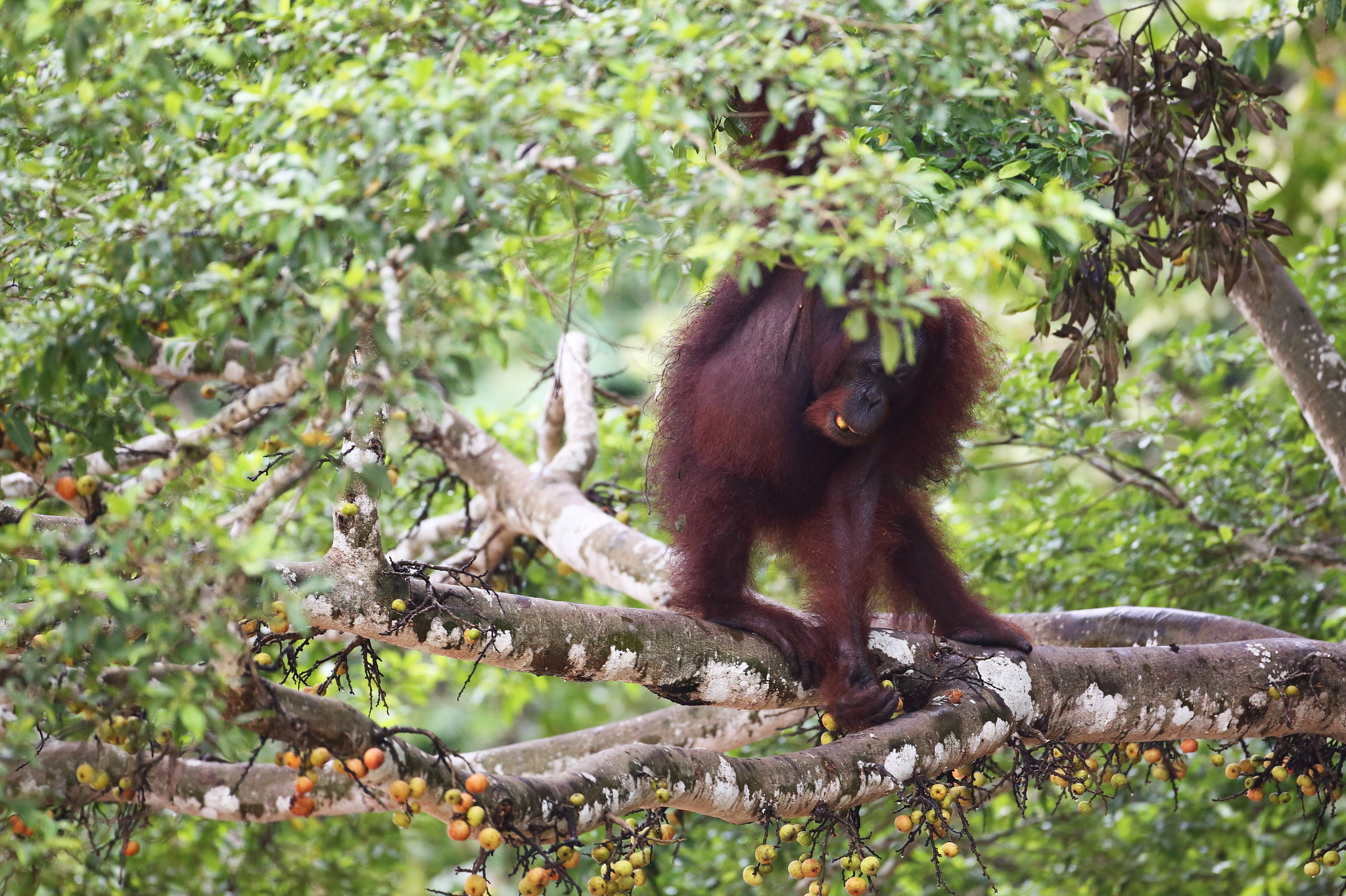 婆羅洲紅毛猩猩（Pongo pygmaeus）