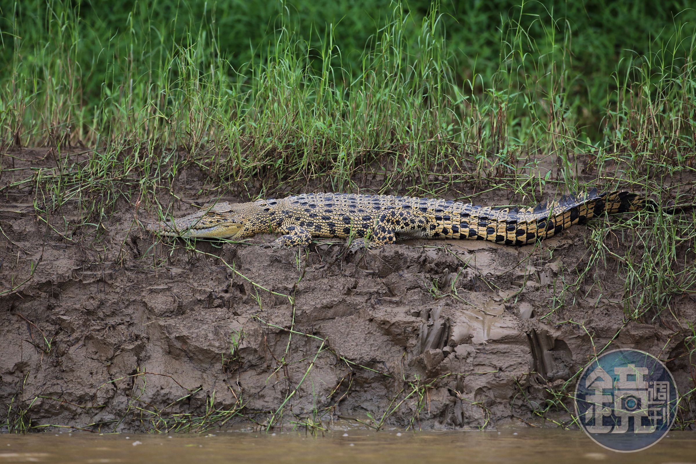 灣鱷（Crocodylus porosus）