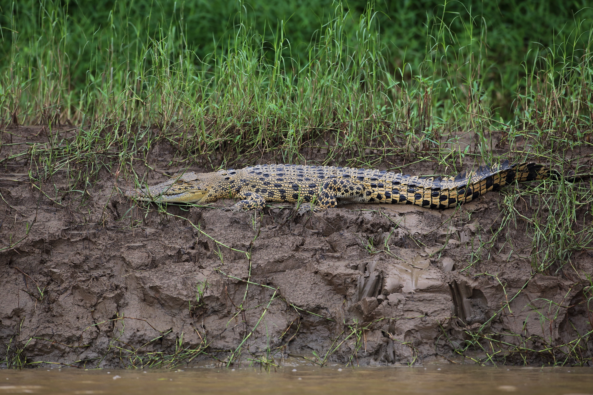 灣鱷（Crocodylus porosus）