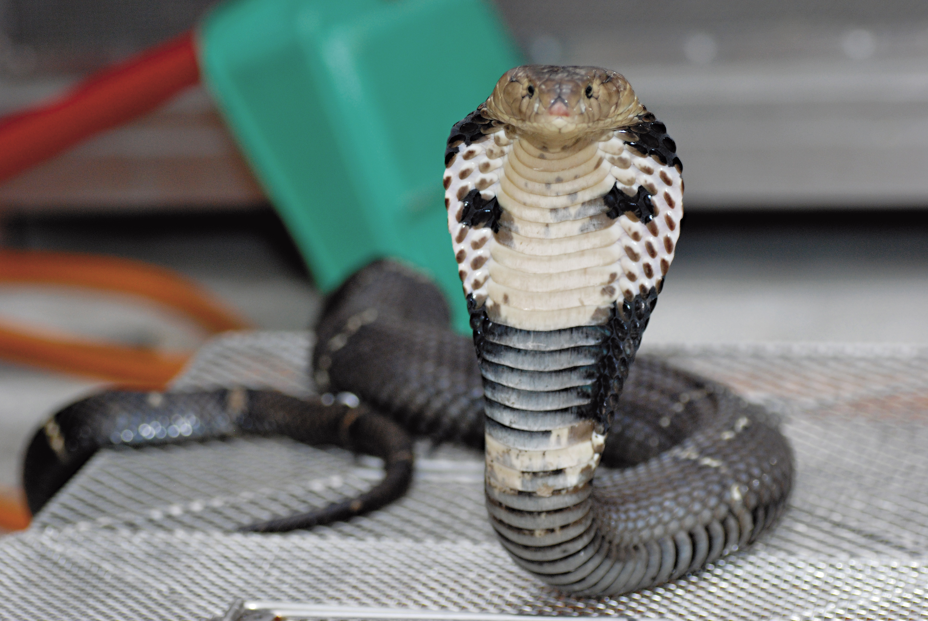 泰安鄉美如山中祕境,近年卻屢遭蛇患入侵。