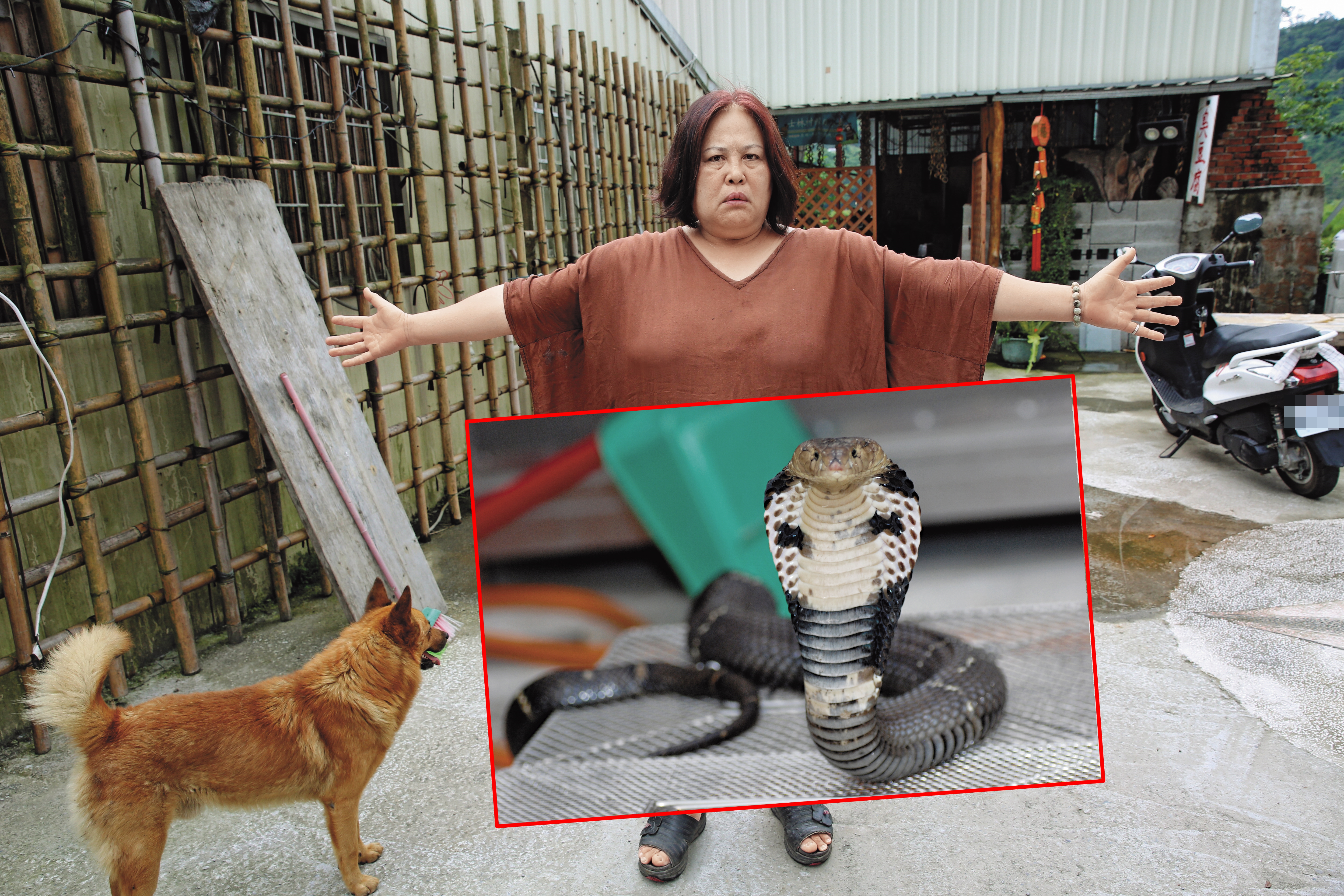 泰安鄉美如山中祕境，近年卻屢遭蛇患入侵。村民驚恐比出曾遇過身長2公尺的大蛇。