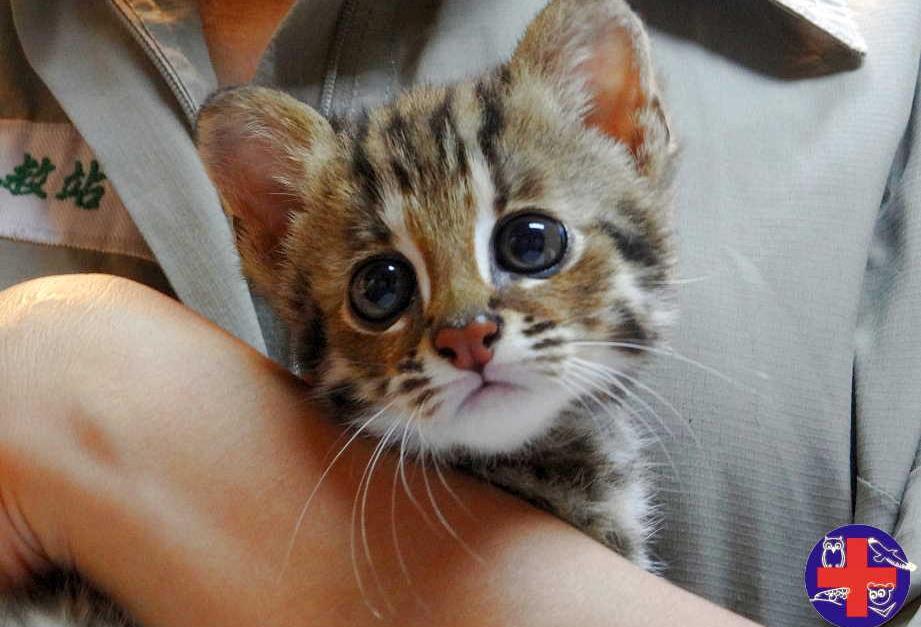 台灣保育類動物石虎也曾是野生動物急救站的病人。（翻攝野生動物急救站臉書）