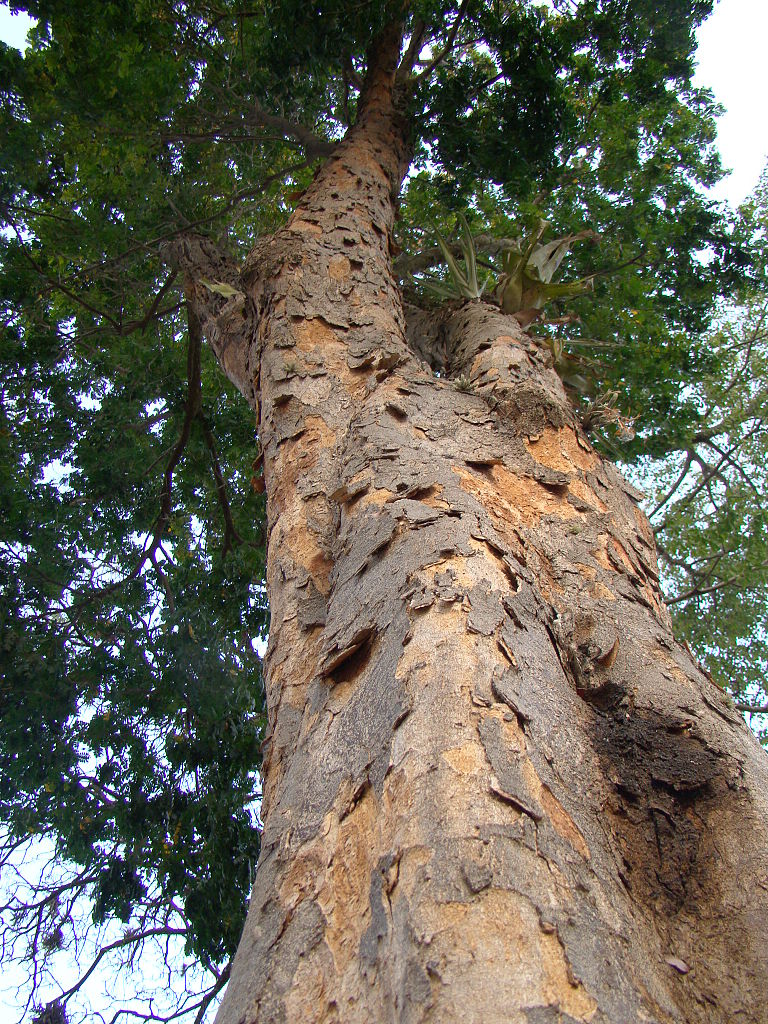 巴西國名的緣起是因為當地盛產巴西紅木。（圖片來源：Wikimedia Commons）
