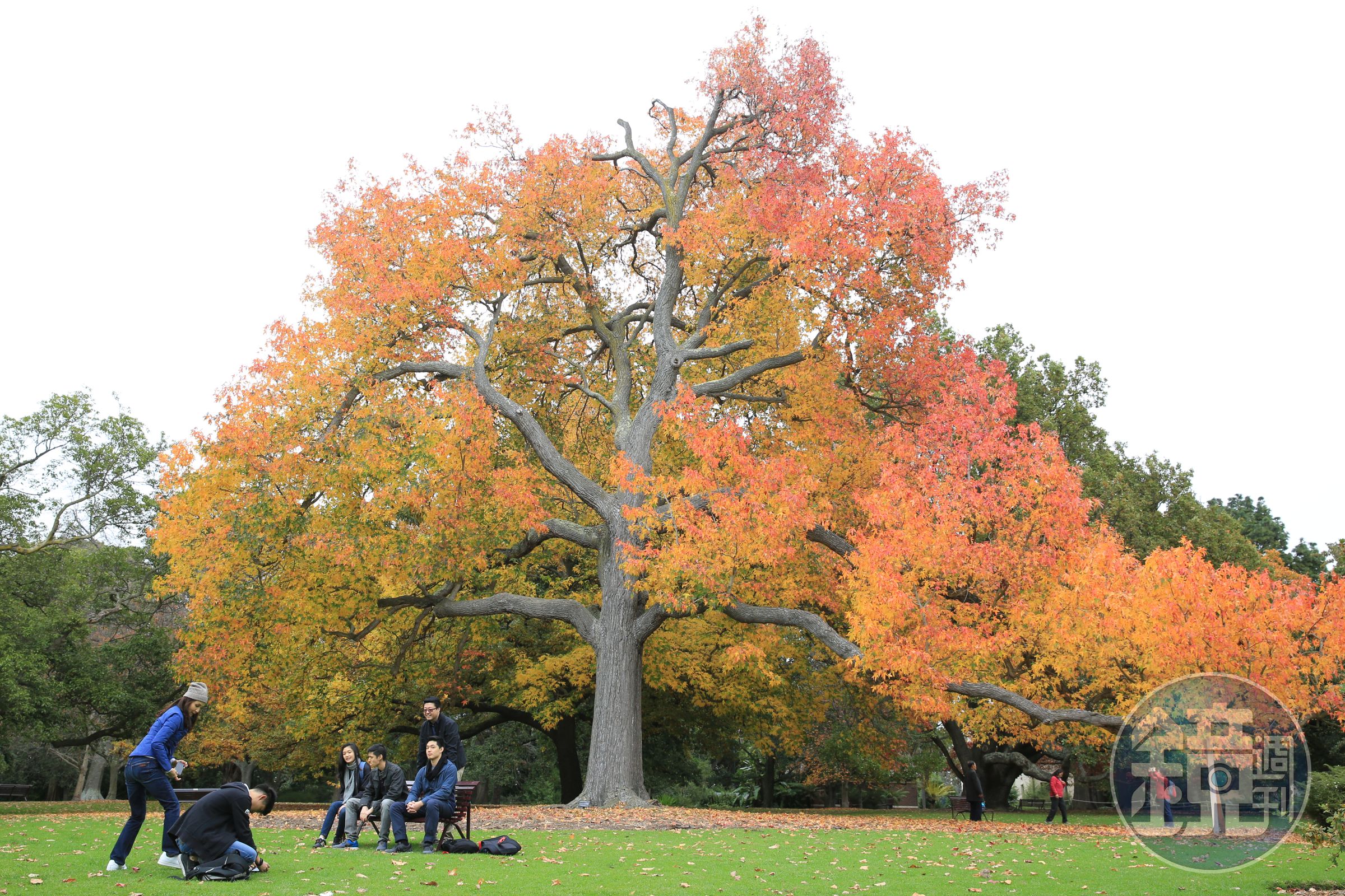 「墨爾本皇家植物園」建於1846年，原本是私人花園，1958年才冠上皇家之名。這個季節造訪，滿是濃厚秋意。