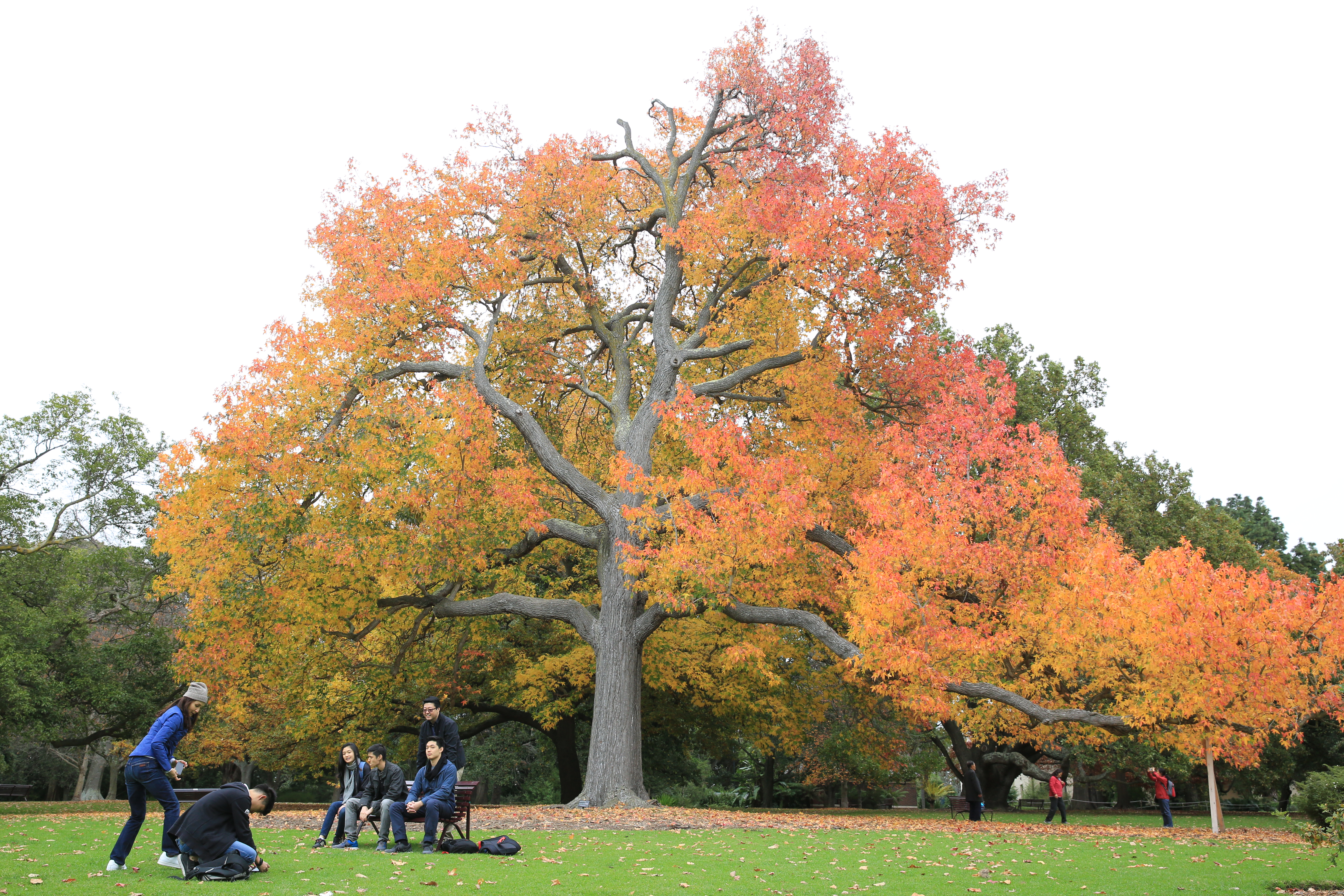 「墨爾本皇家植物園」建於1846年，原本是私人花園，1958年才冠上皇家之名。這個季節造訪，滿是濃厚秋意。