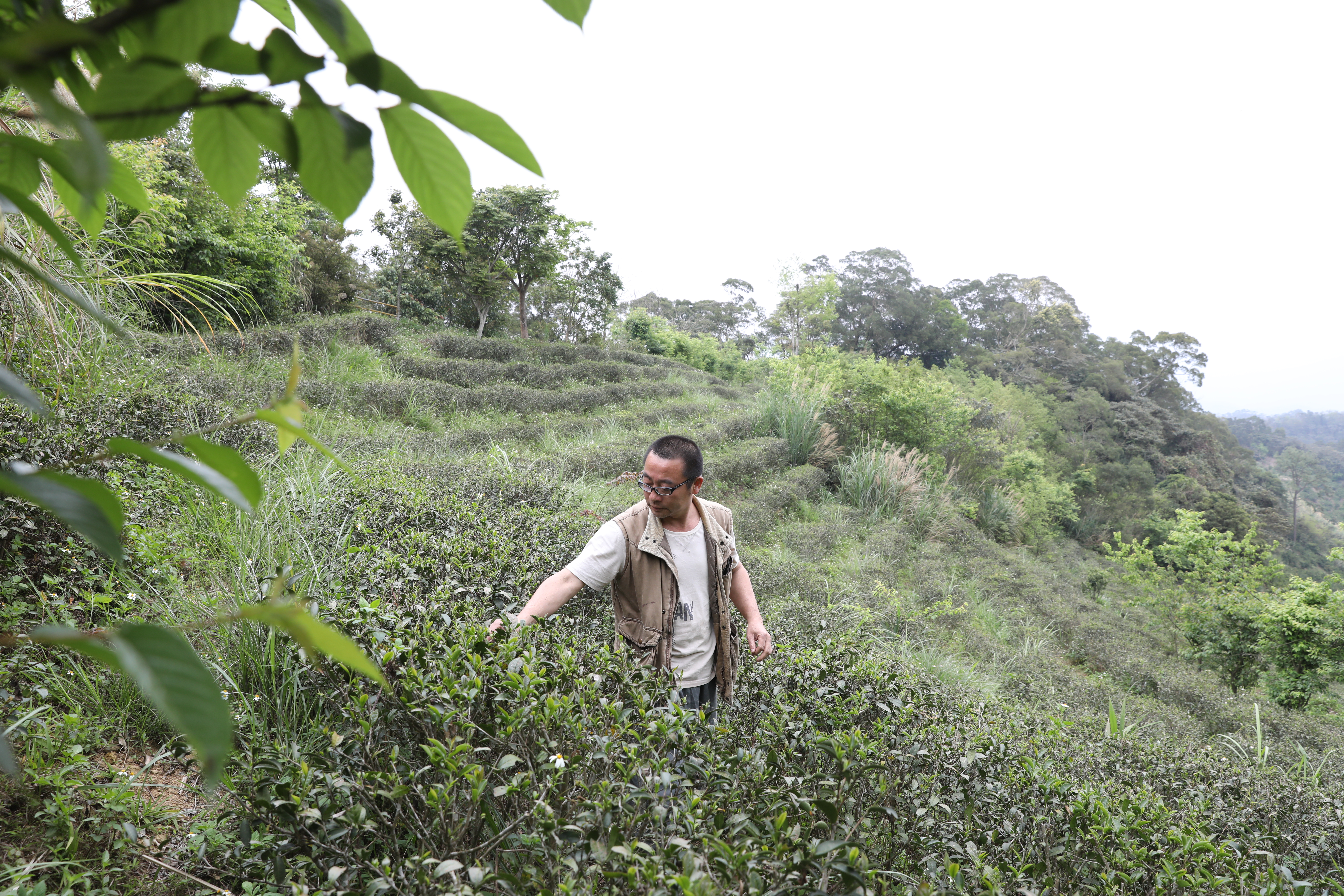 賴哥的茶園不施肥、不下藥，和天地自然共生長。