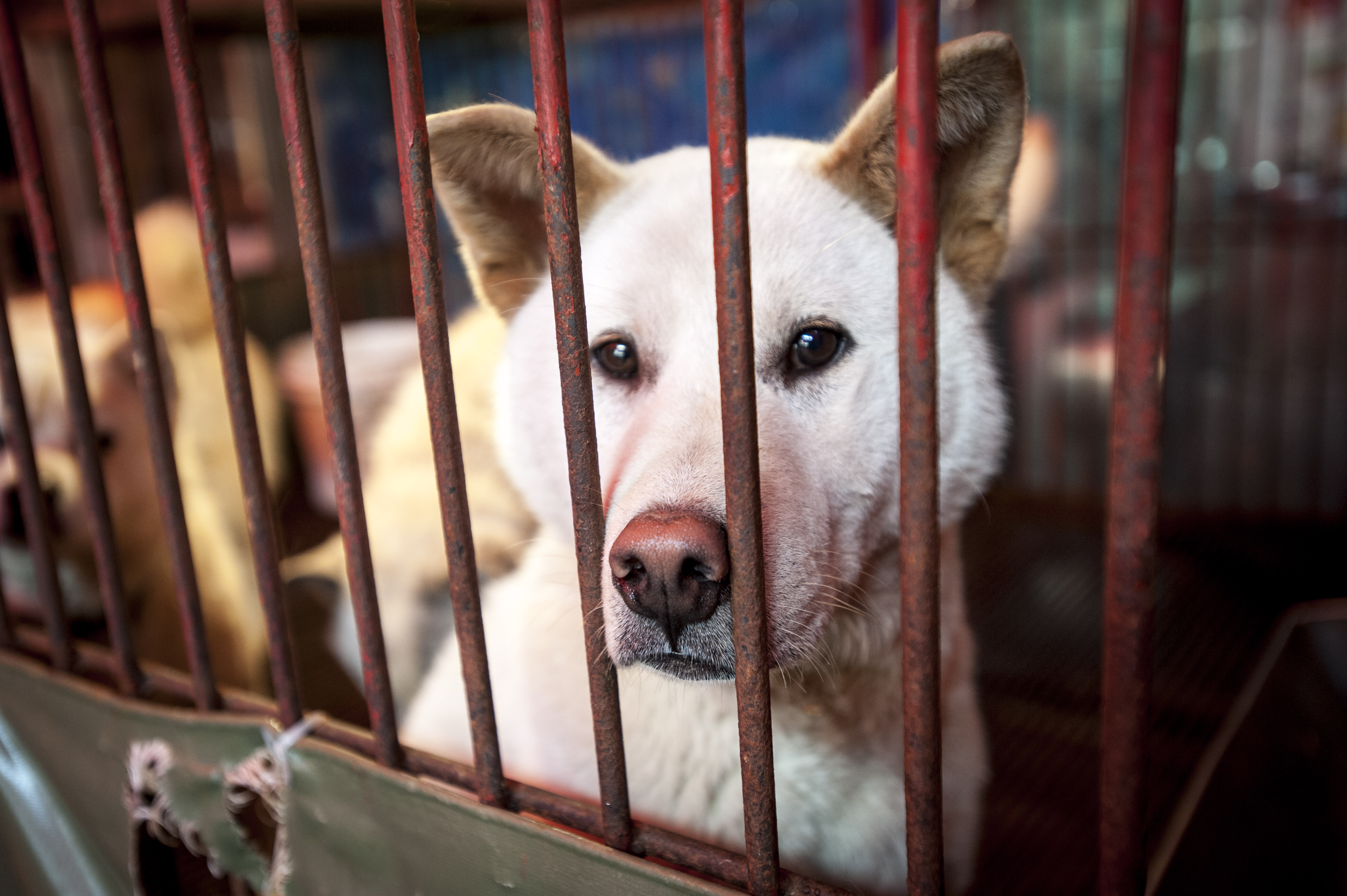 2014年，南韓釜山，一隻狗兒在龜浦牲畜市場的籠子裡，等待被宰殺的命運。（東方IC）