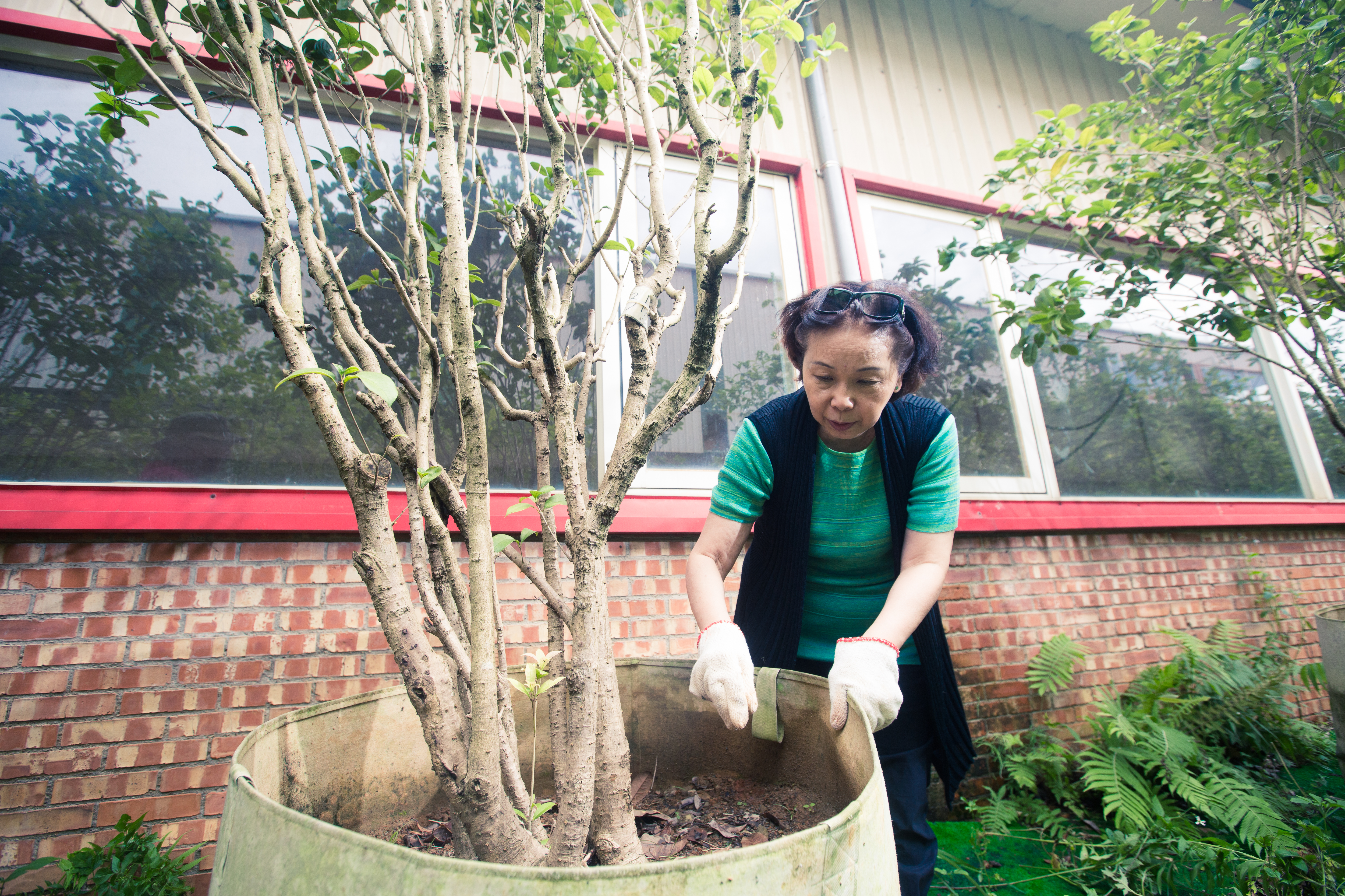 平均樹齡15年的桂花樹，在美植袋中，等待未來成為基金會福利家園的風景。