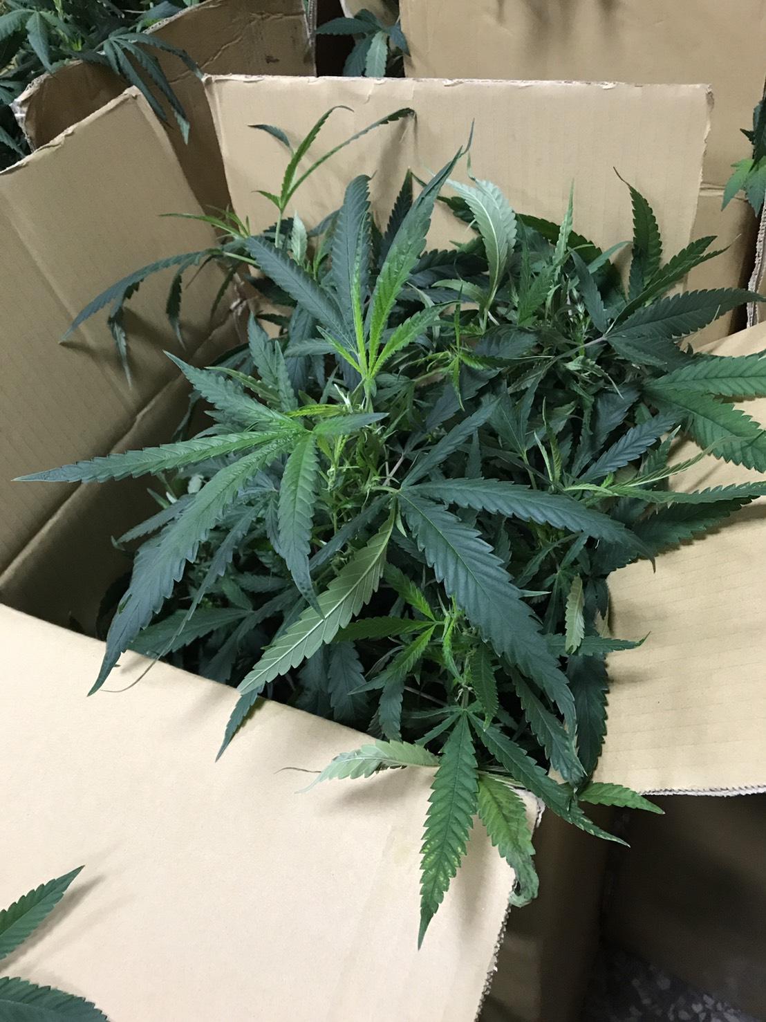 還沒製成菸葉的大麻葉，最珍貴的大麻花，一公克1200元。