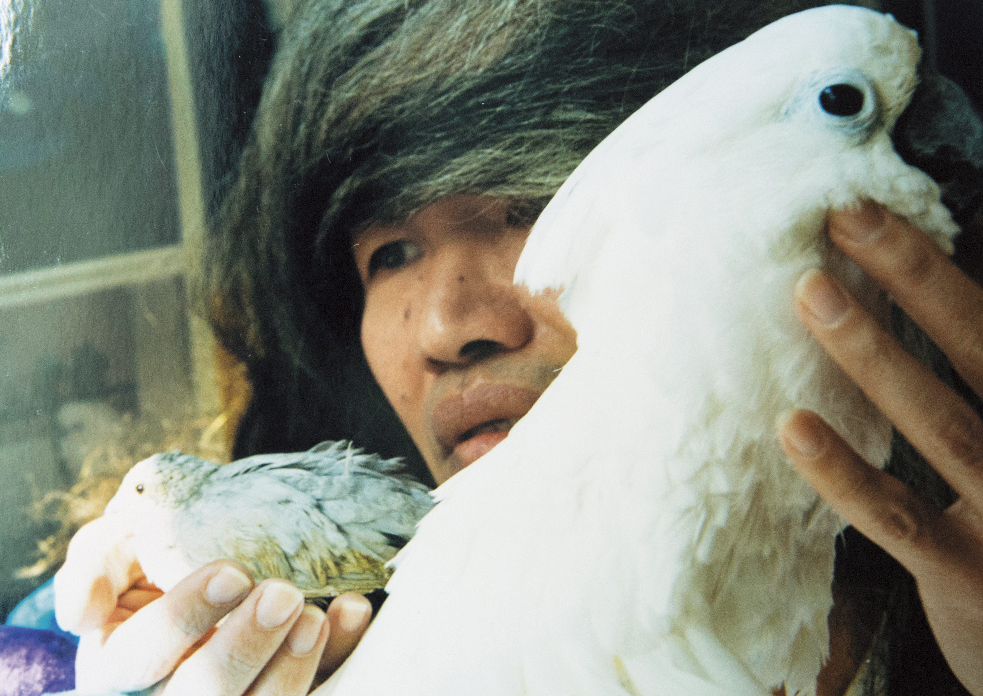 李幼鸚鵡鵪鶉與心愛的小鳥合影，他認為這張照片很像幾米插畫，滿意得不得了。（李幼鸚鵡鵪鶉提供）