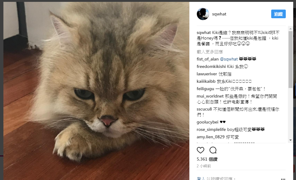 舒淇今日在IG傳貓照,打臉港媒對她的離婚報導。(翻攝自舒淇IG)