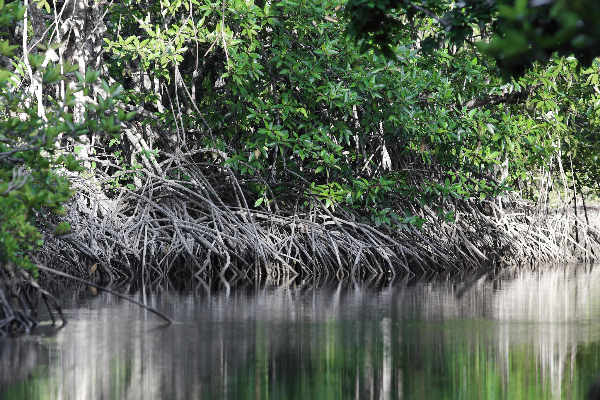 紅樹林，攝於婆羅洲。